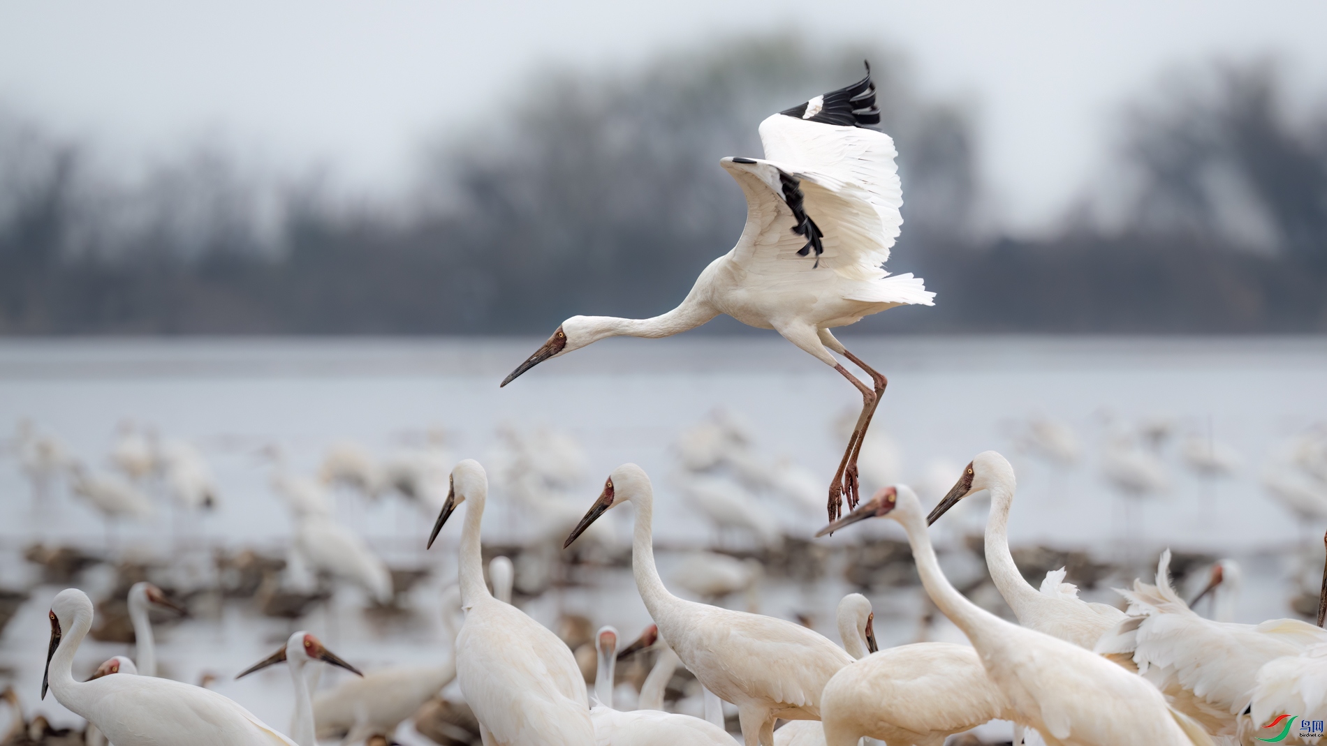 DSC_3480sen2026-2-27-223-�༭.jpg