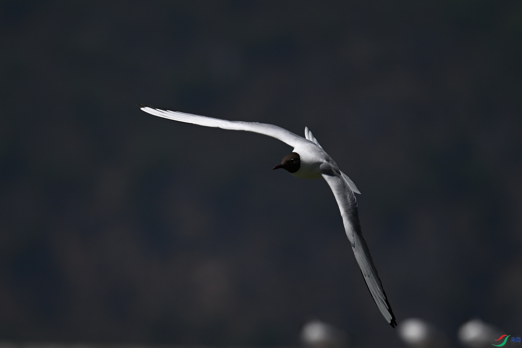 DSC_3086.JPG