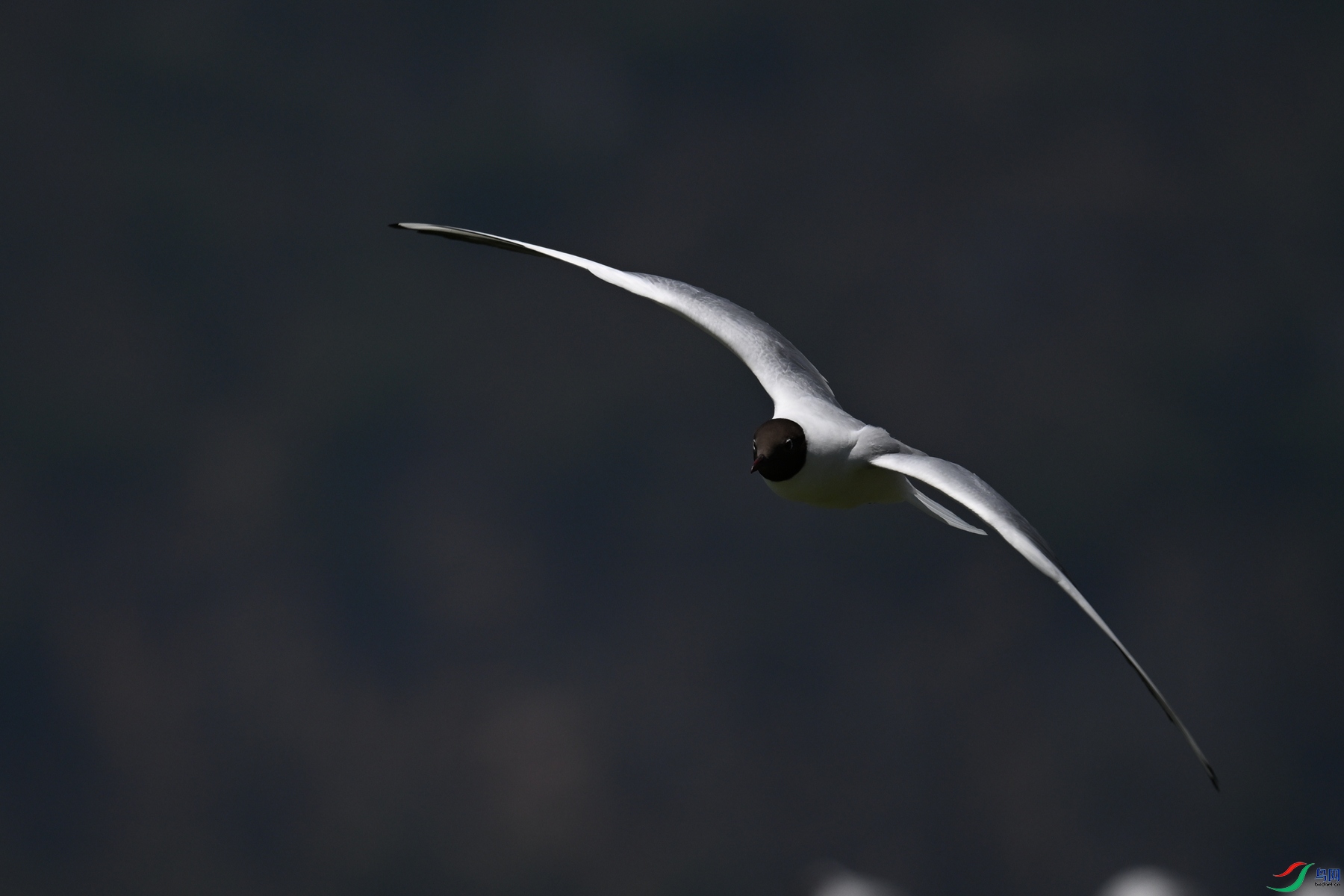 DSC_3087.JPG