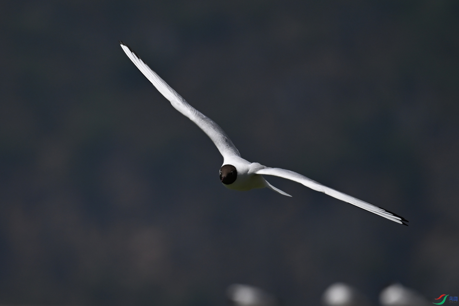 DSC_3088.JPG