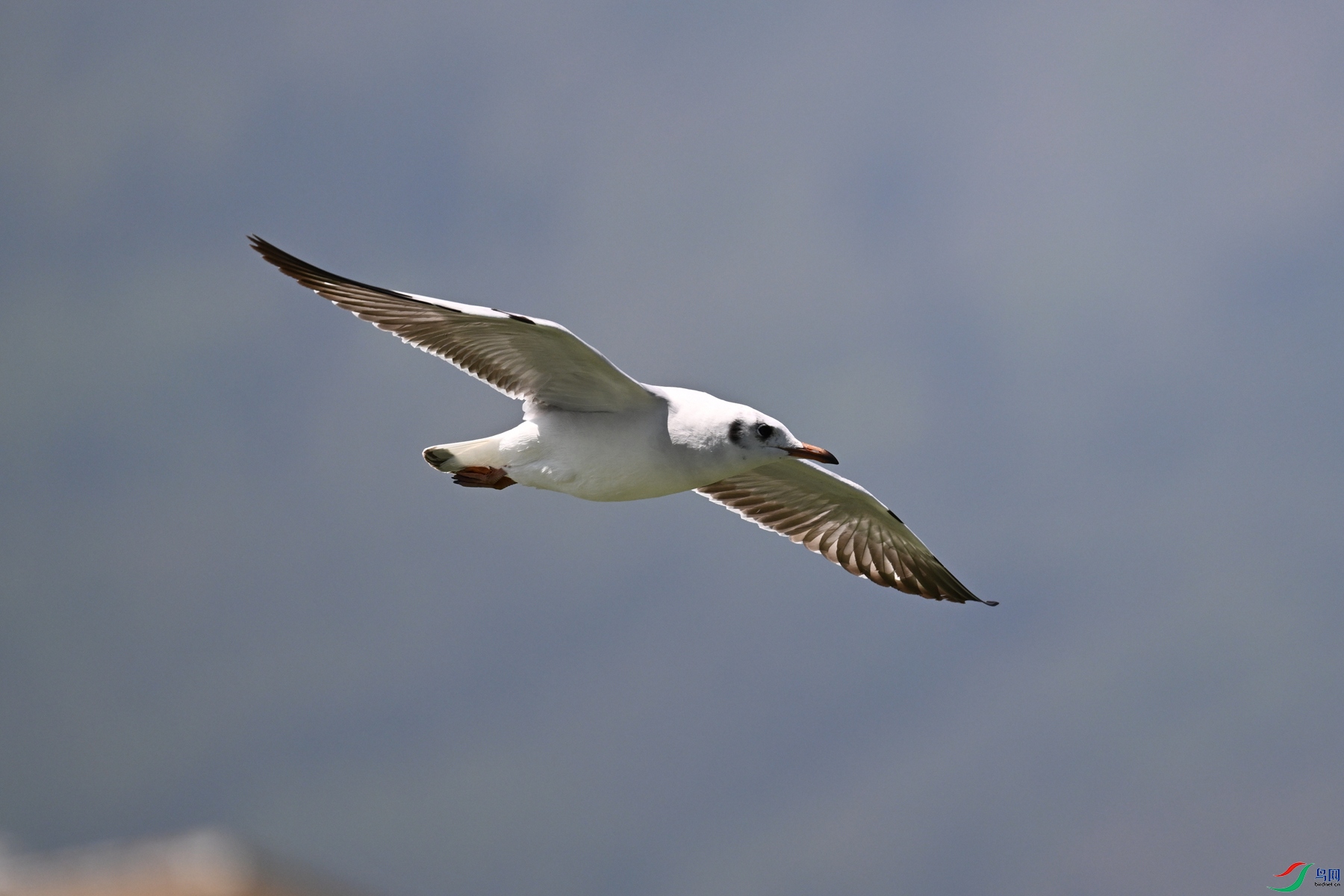DSC_3075.JPG
