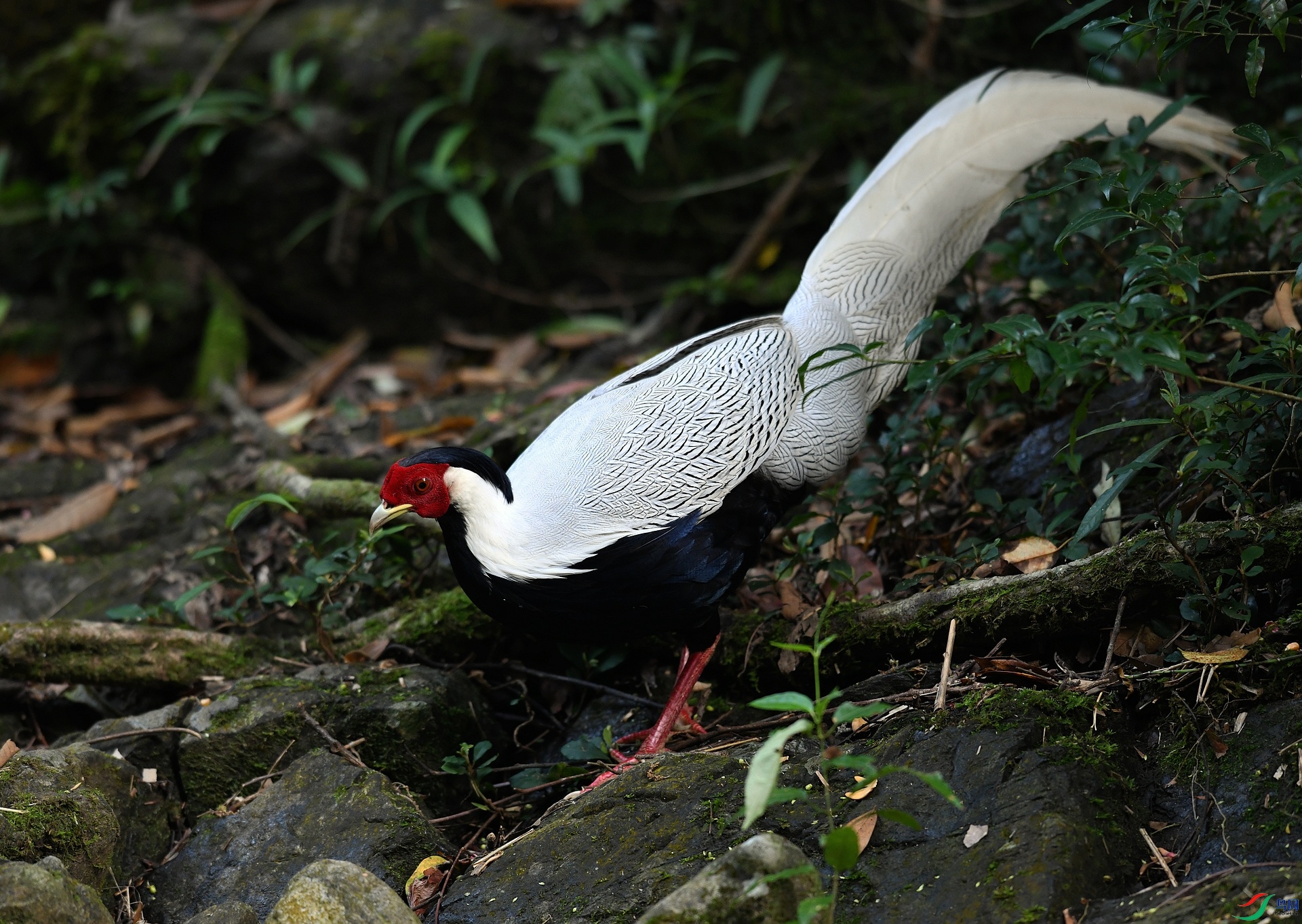 DSC_5369.jpg
