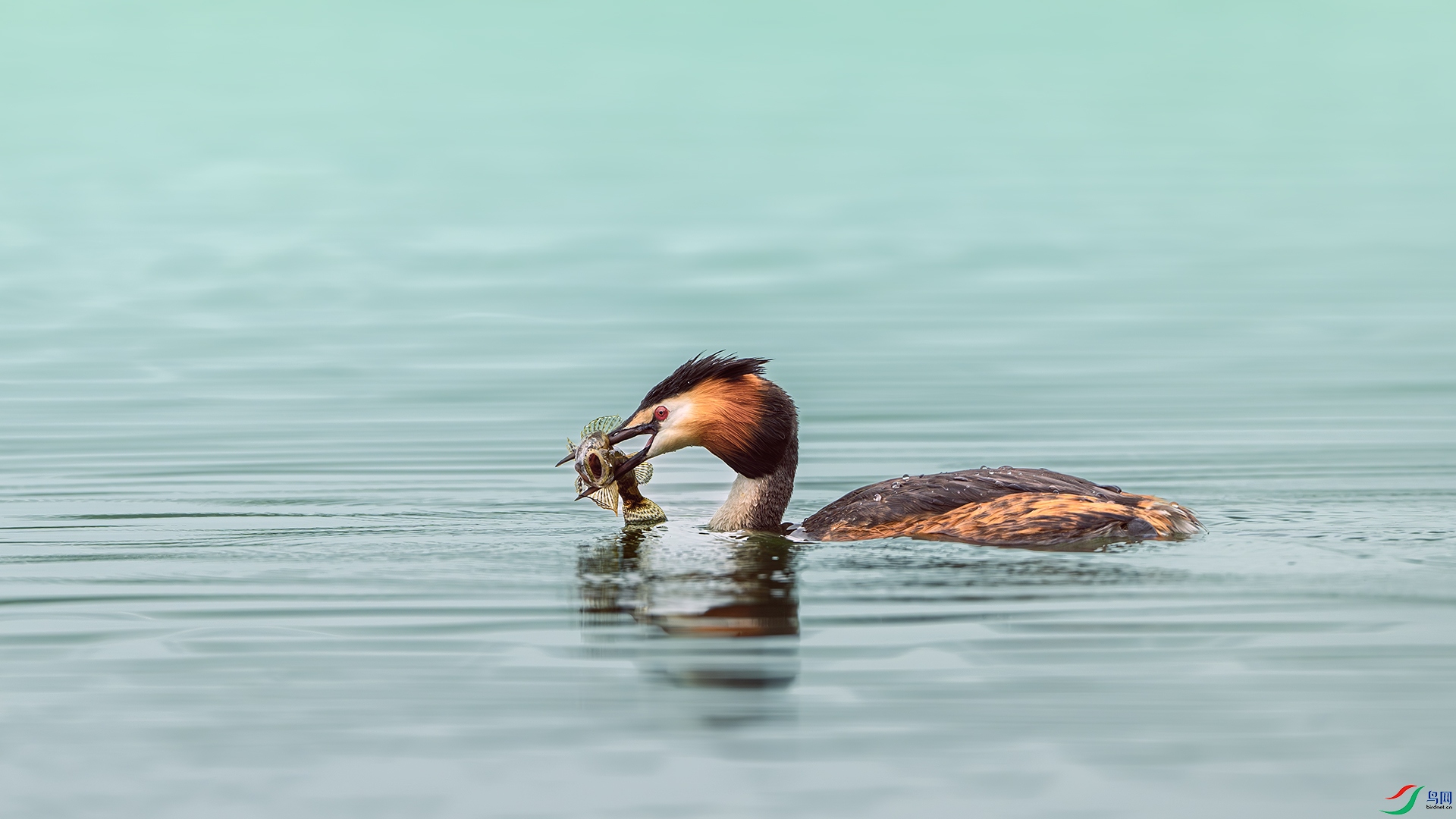 DSC_6401-����ǿ-NR ����.jpg
