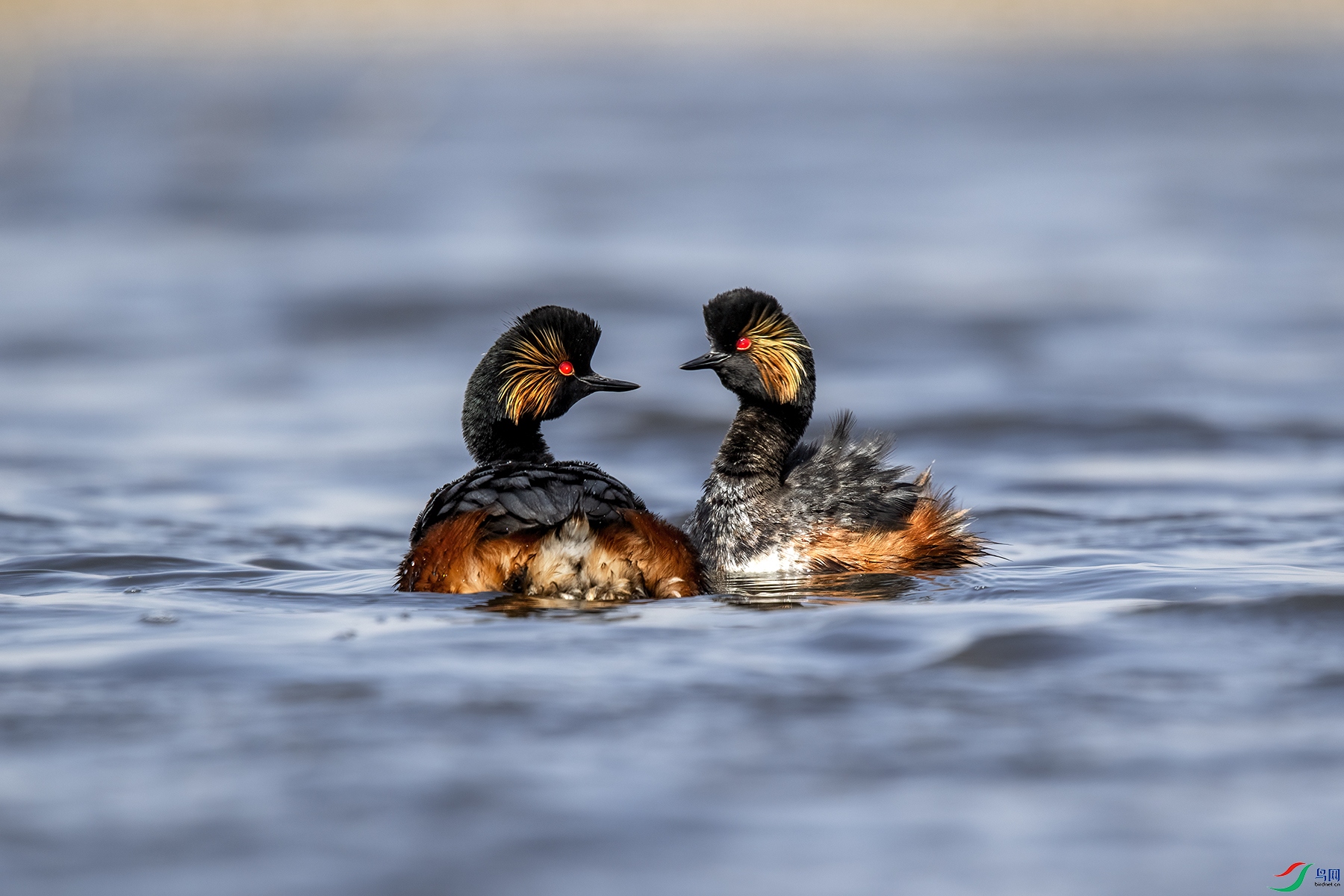 IMGL9782 ����.jpg