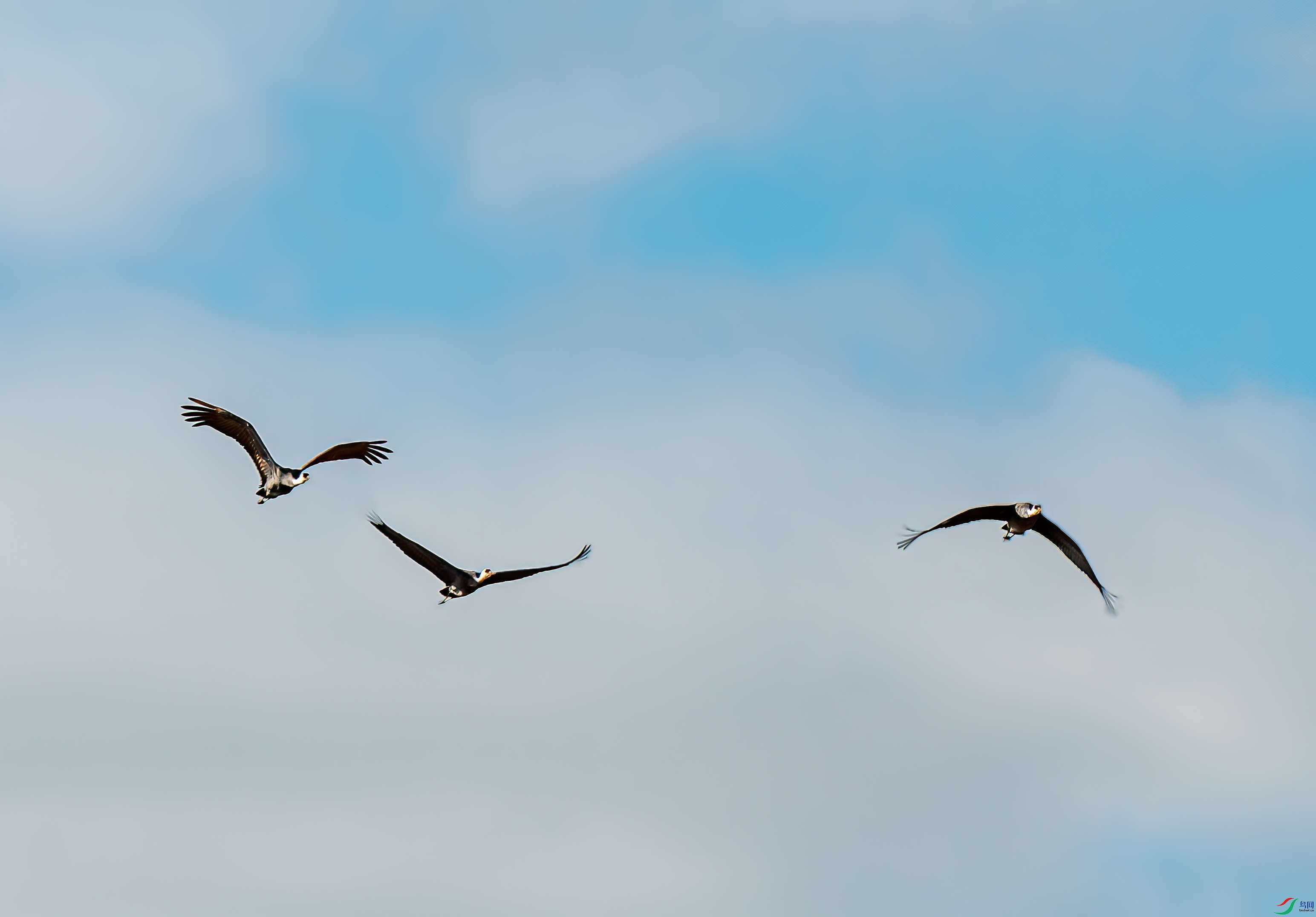 DSC_2627-11.jpg