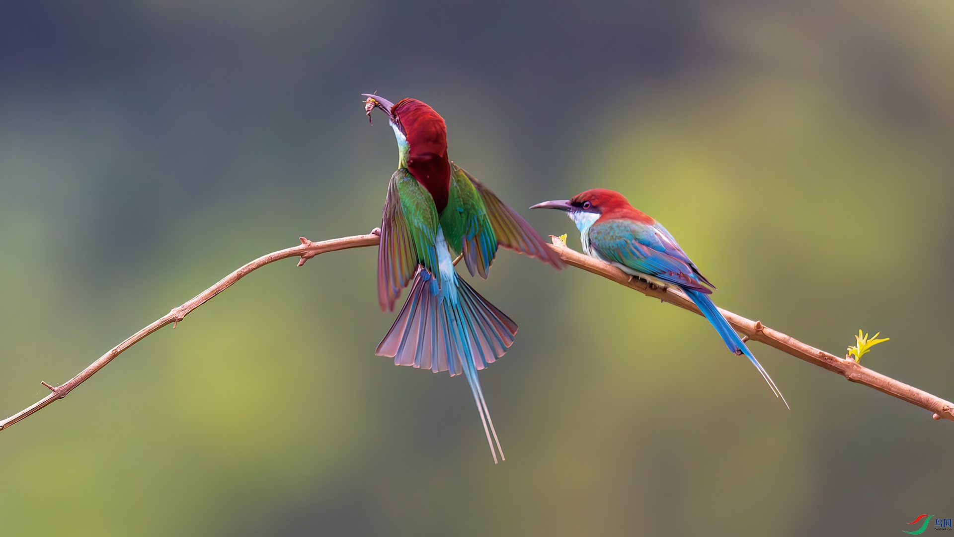 DSC_4584-����ǿ-NR.jpg