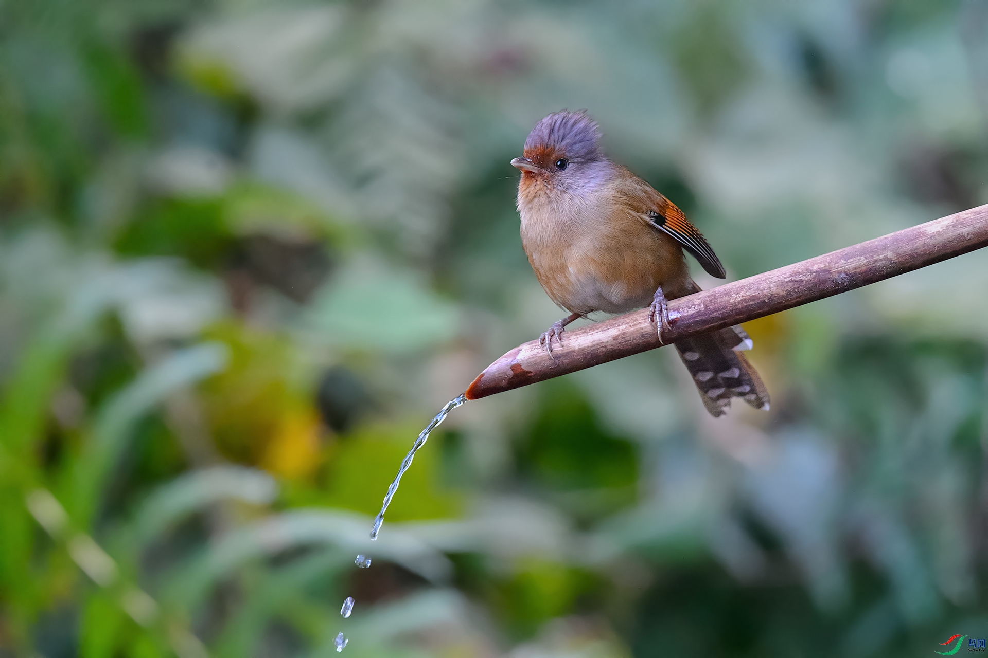 DSC_7510_DxOa.jpg