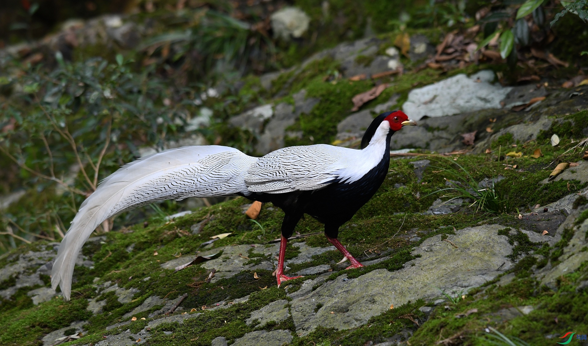 DSC_5204.jpg