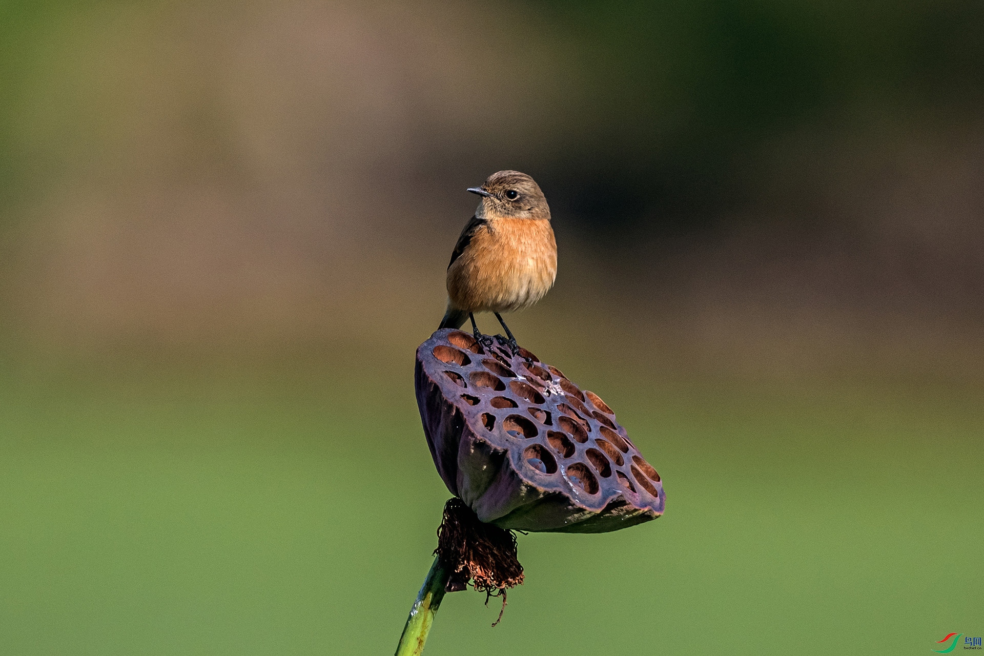 _AUU0777 �ں�ʯ��(25.11.23).jpg