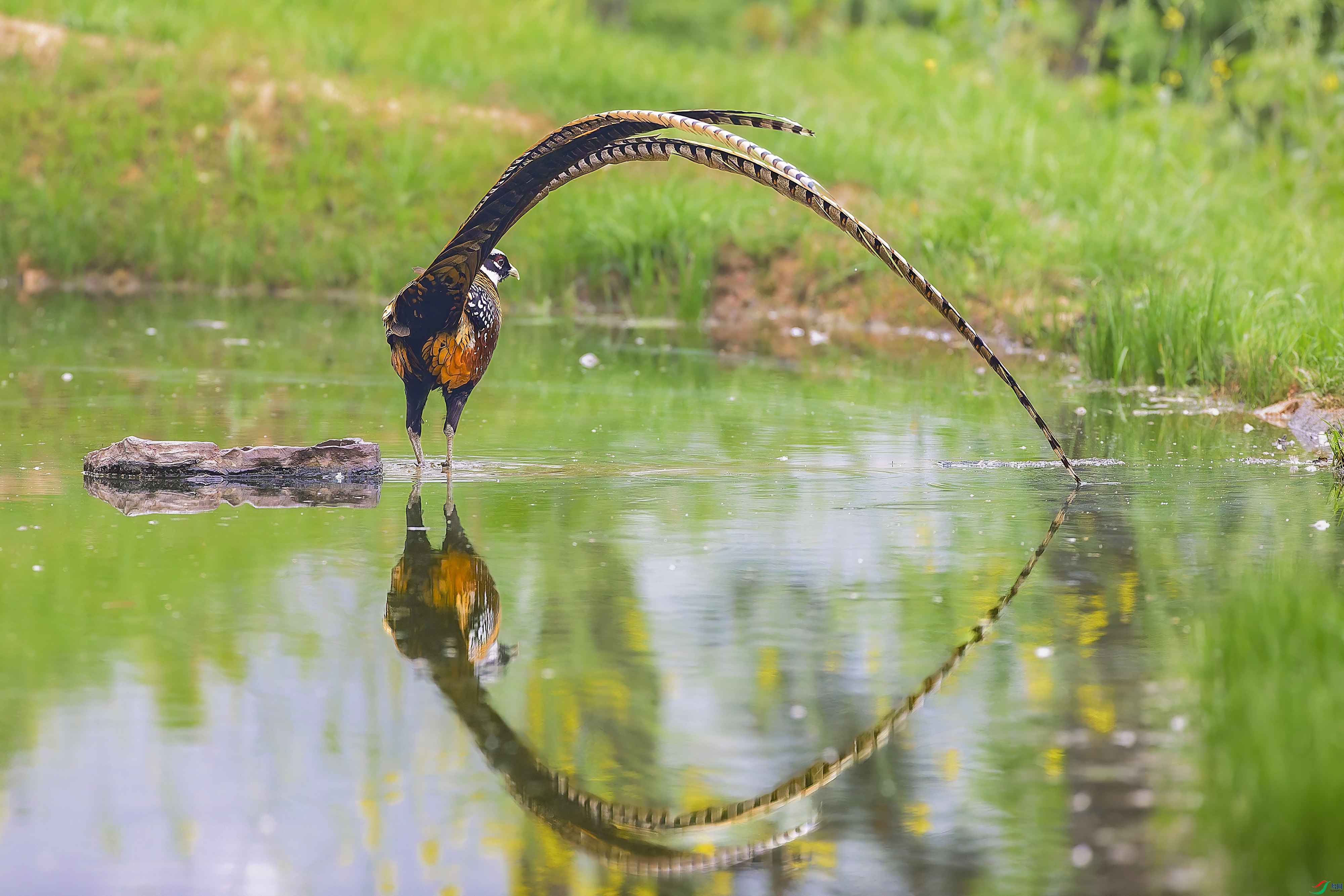 ����βӳ������