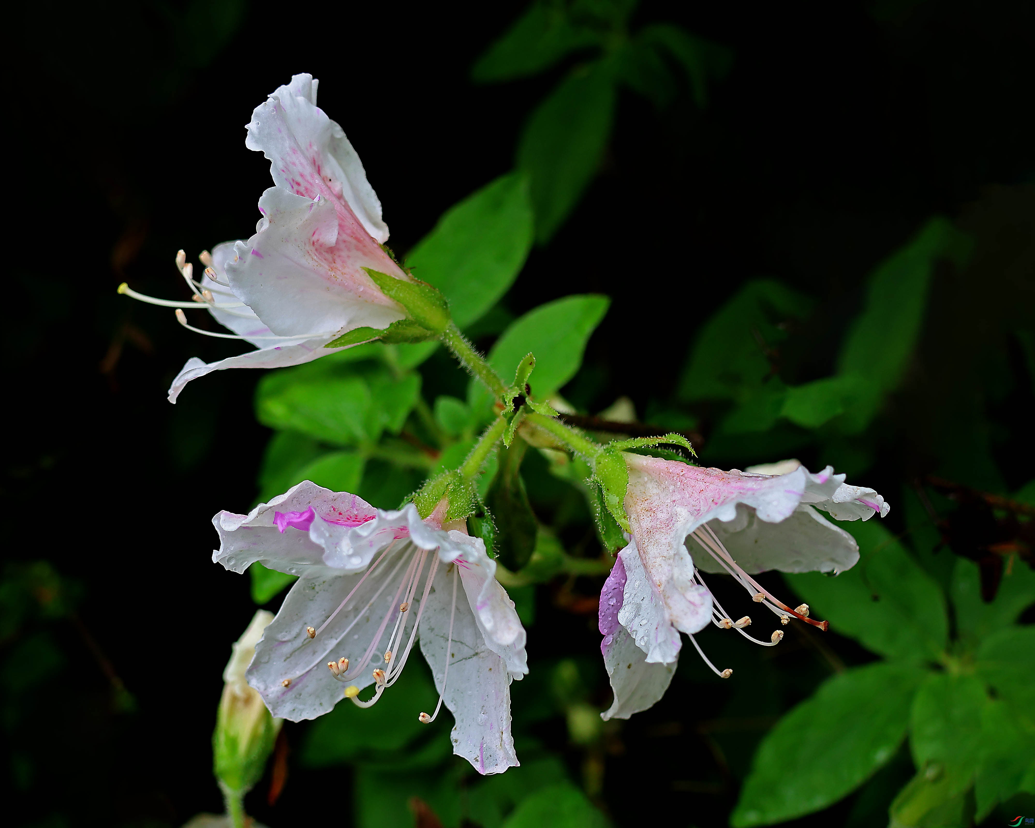 2G9A4593.JPG