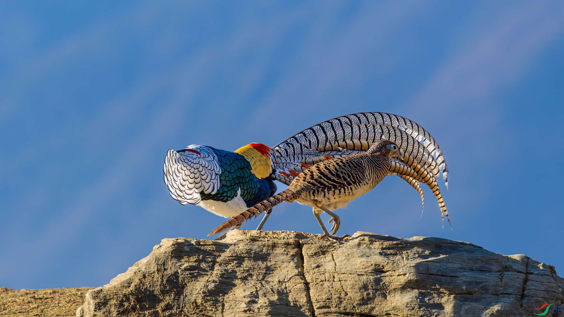 1A3A7338-����ǿ-NR.jpg