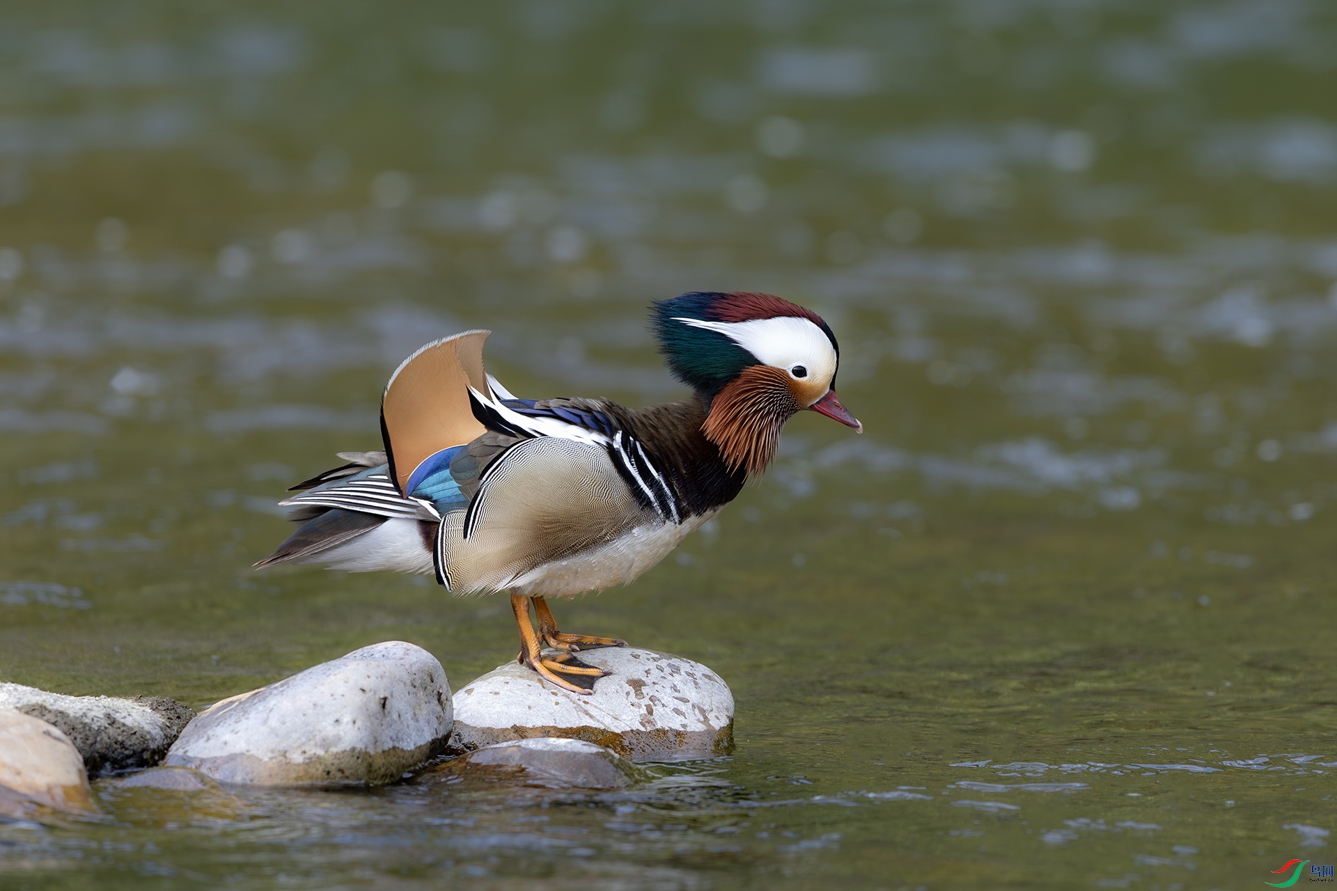 1I9A9394-1ab.jpg