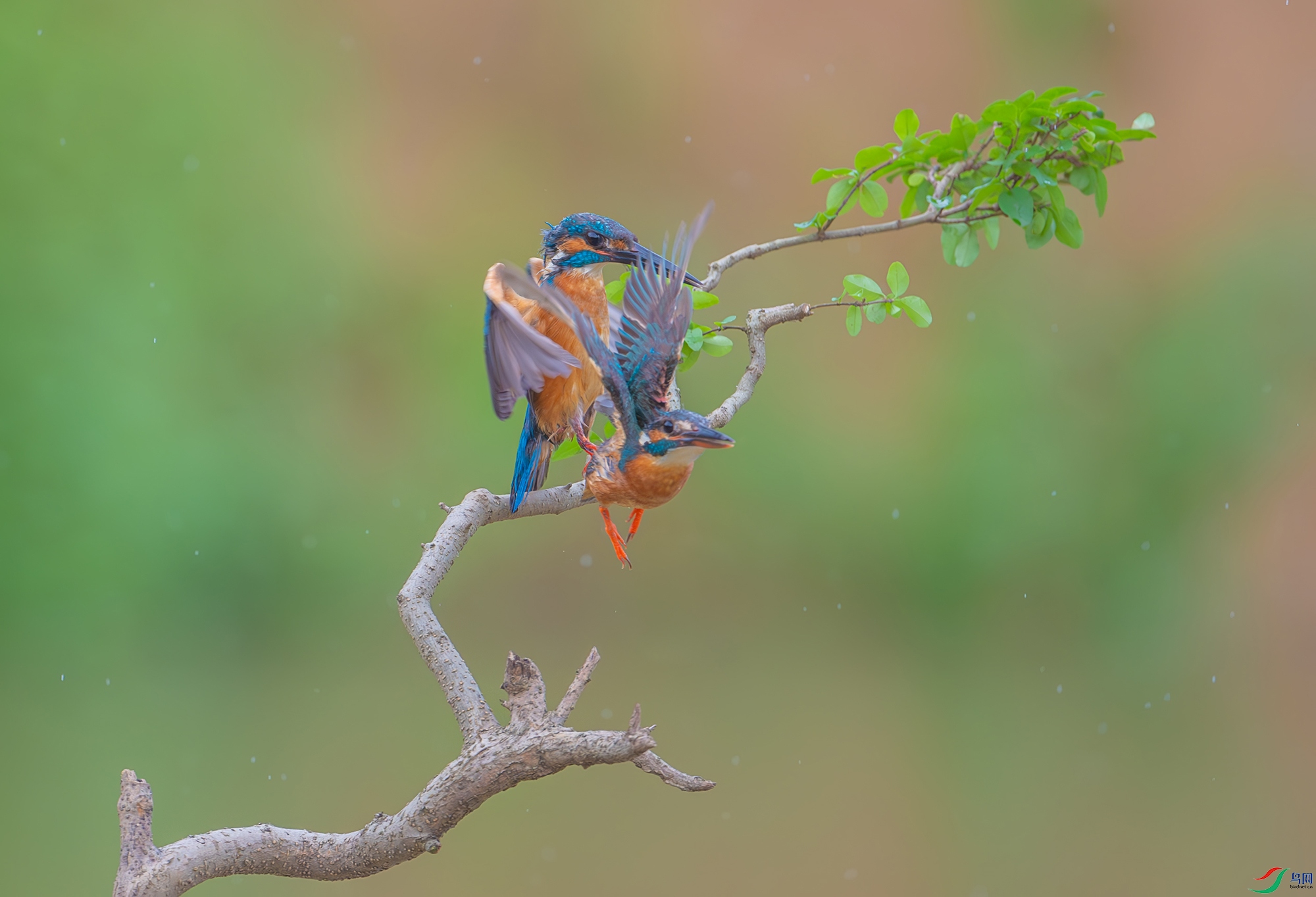 DSC_9849-����ǿ-NR ���� 2.jpg