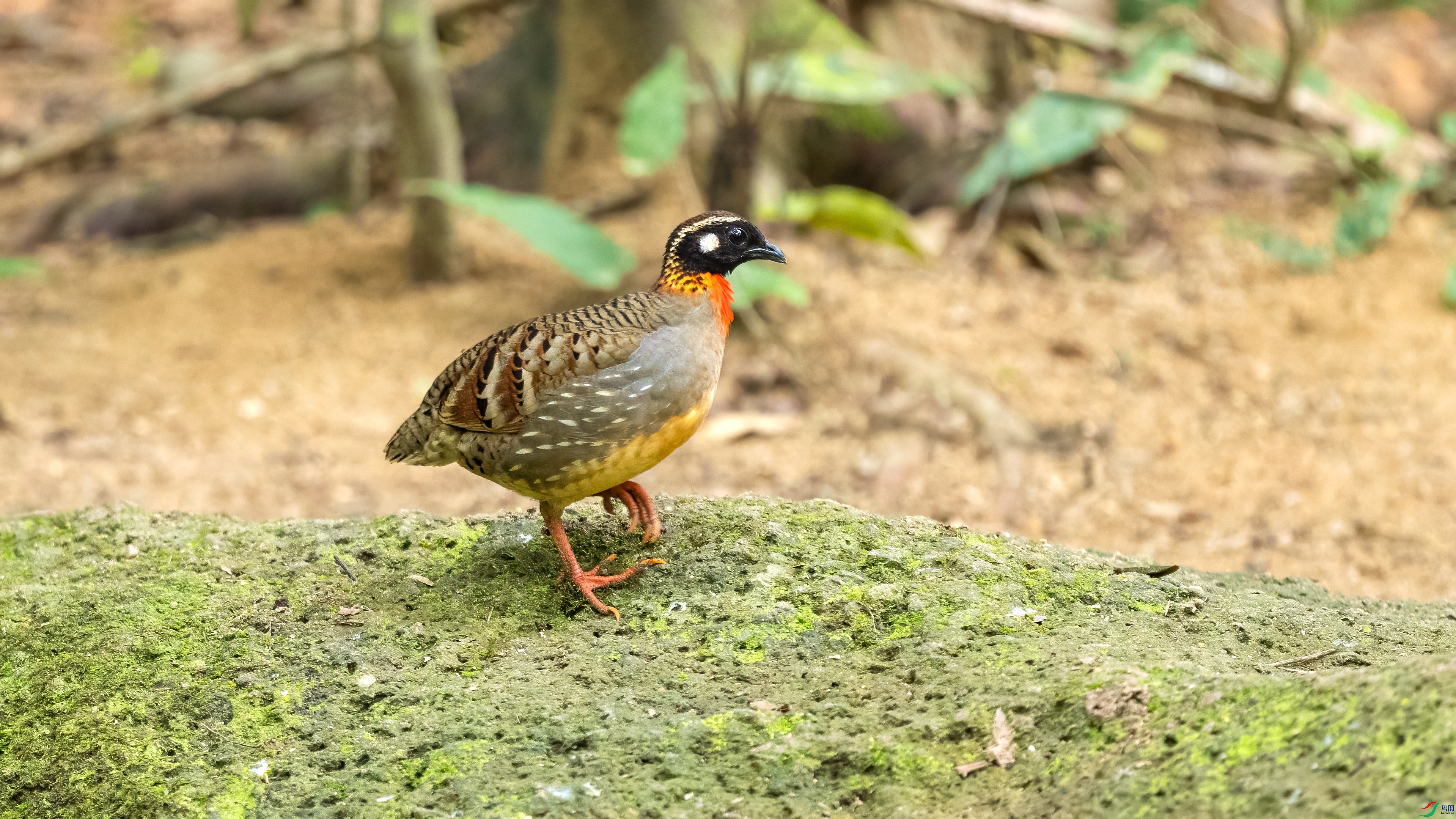 DSC_1028.jpg
