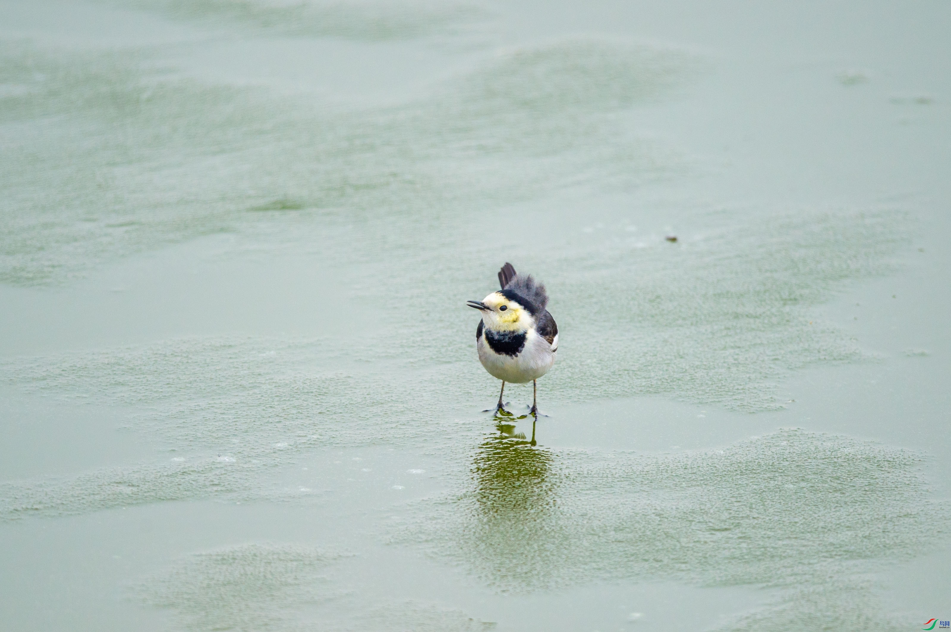 DSC_2003.jpg