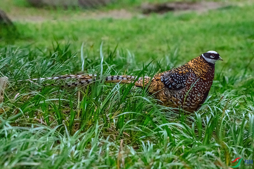 DSC_7103A.jpg