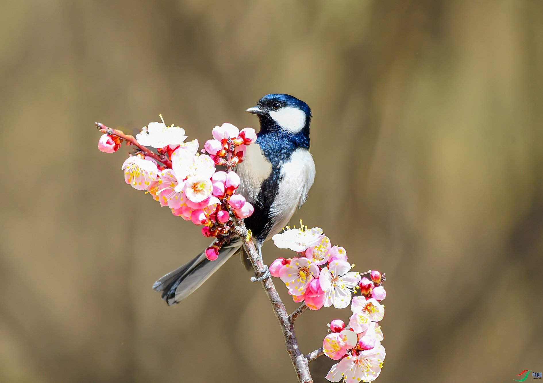 DSC_2159_��ͼ�� ����.jpg