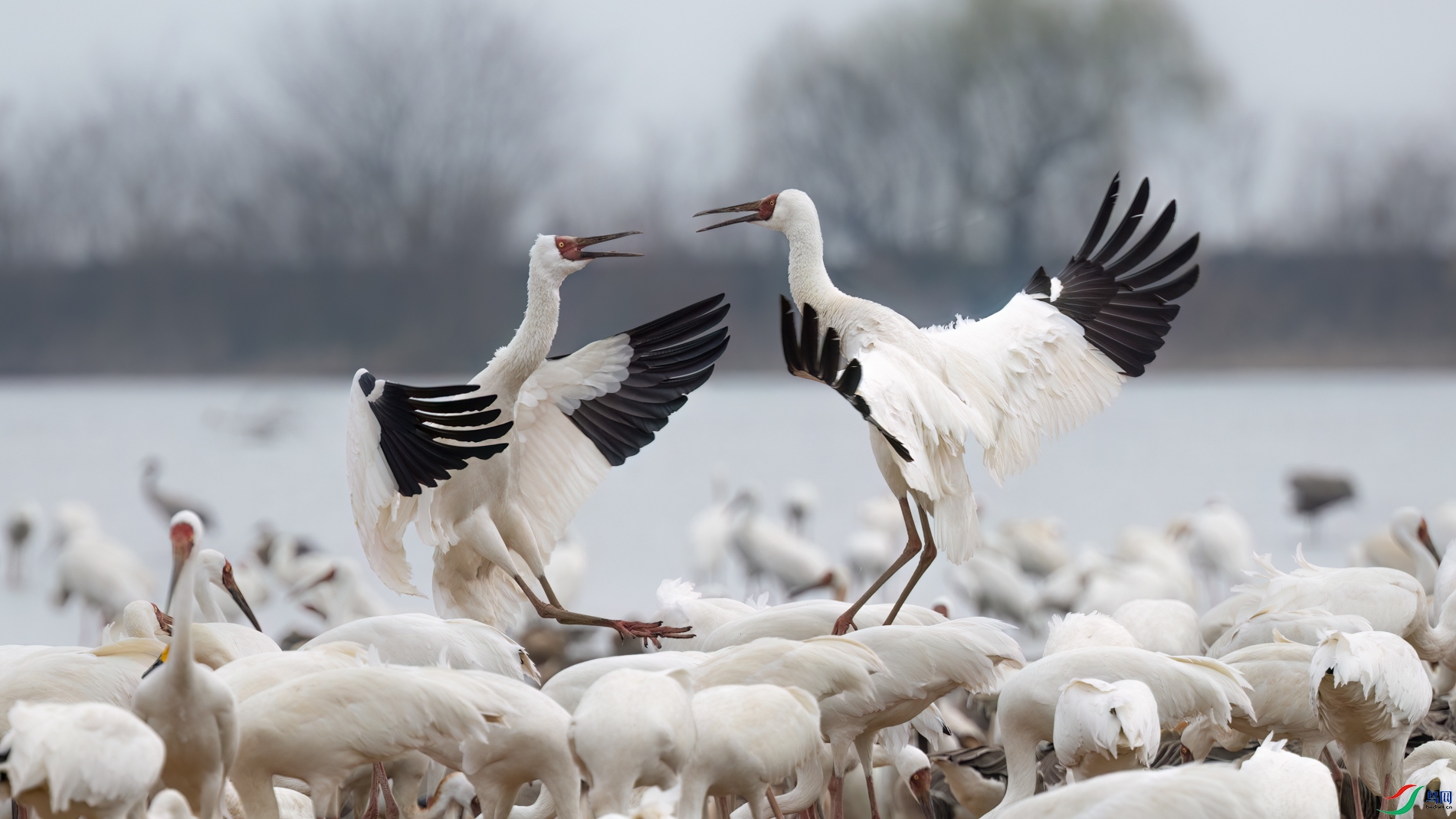 DSC_3298sen2026-2-27-215-�༭-2.jpg