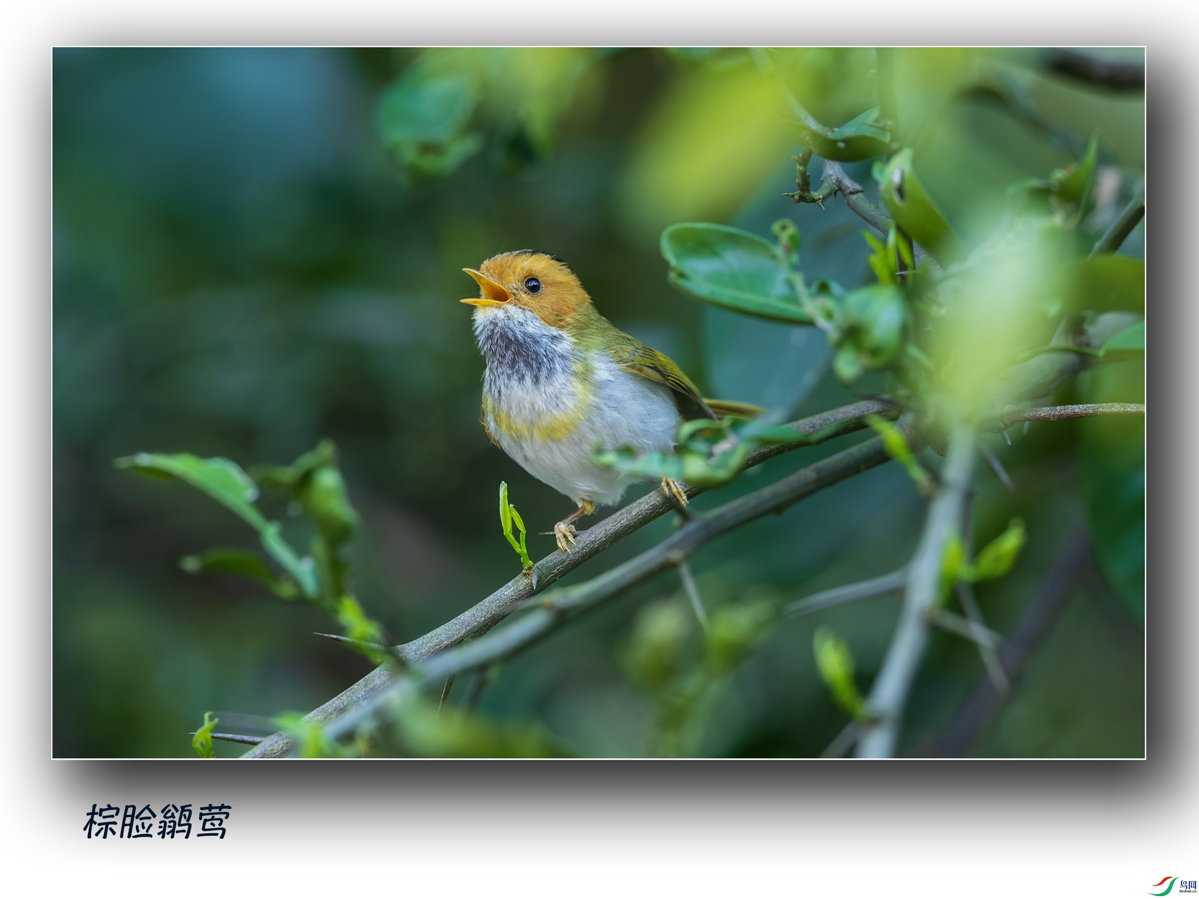 DSC_1452-DxO_DeepPRIME-3.jpg