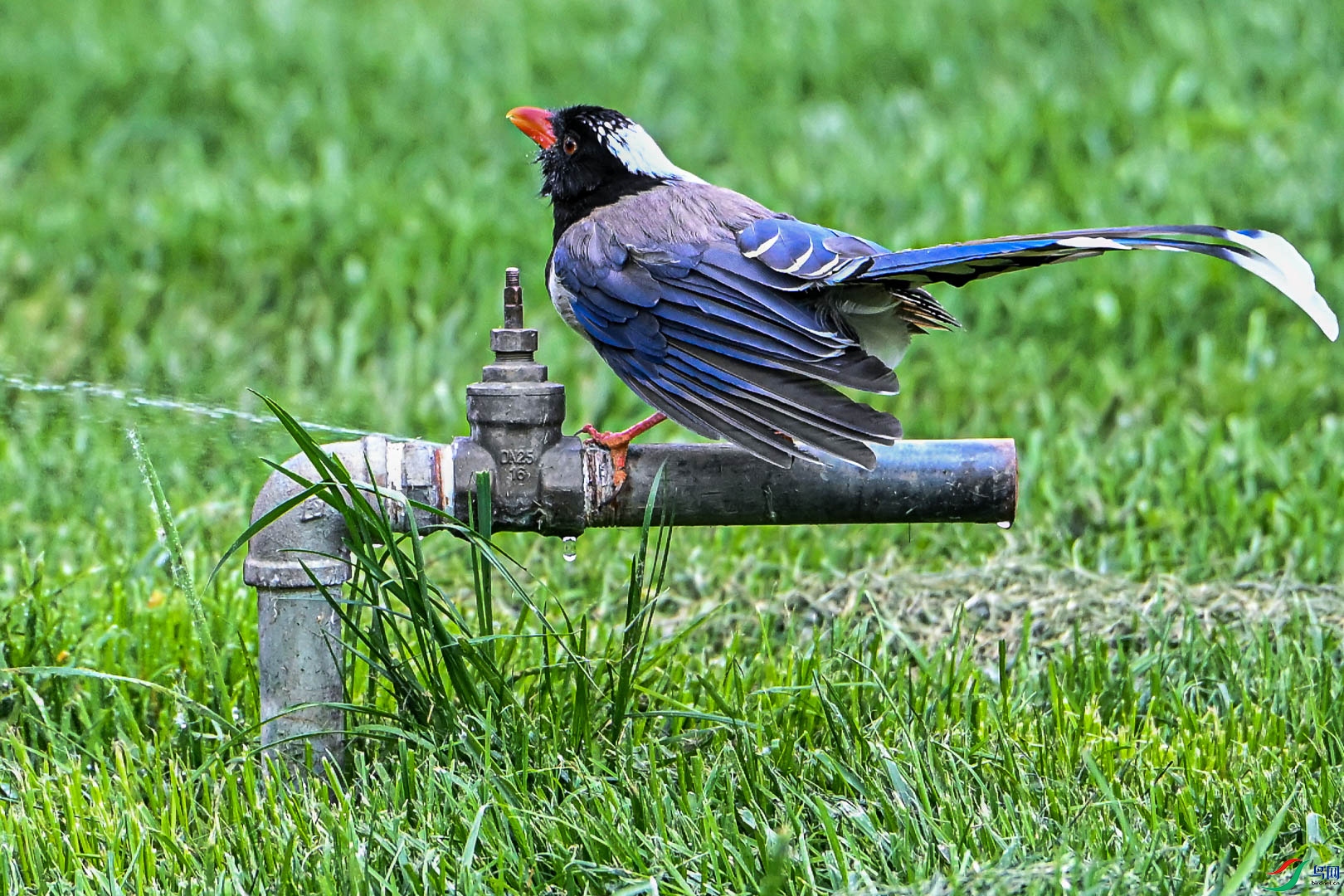 DSC_5543_1.jpg