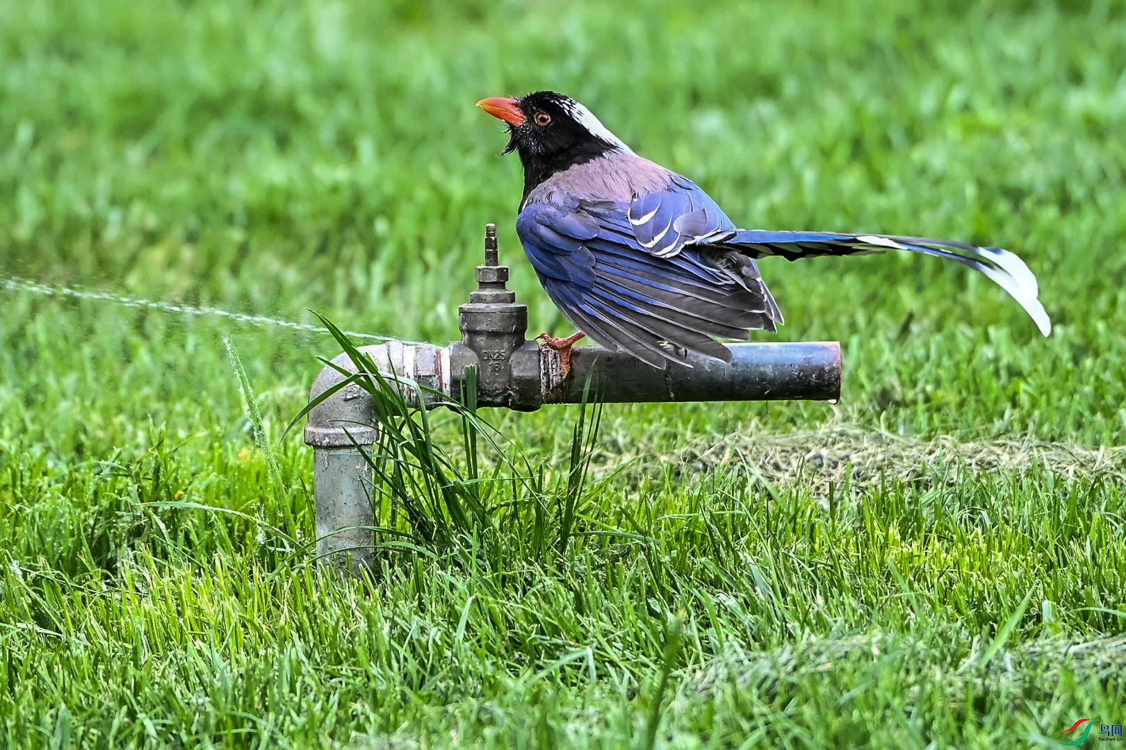 DSC_5569_2.jpg