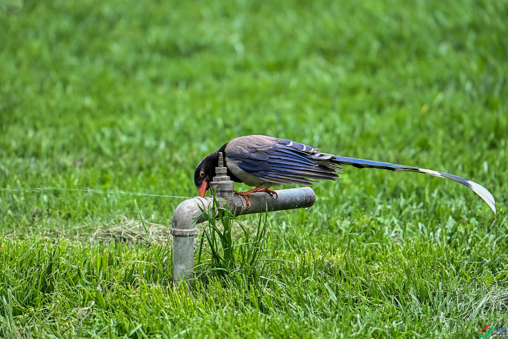 DSC_5743_1.jpg