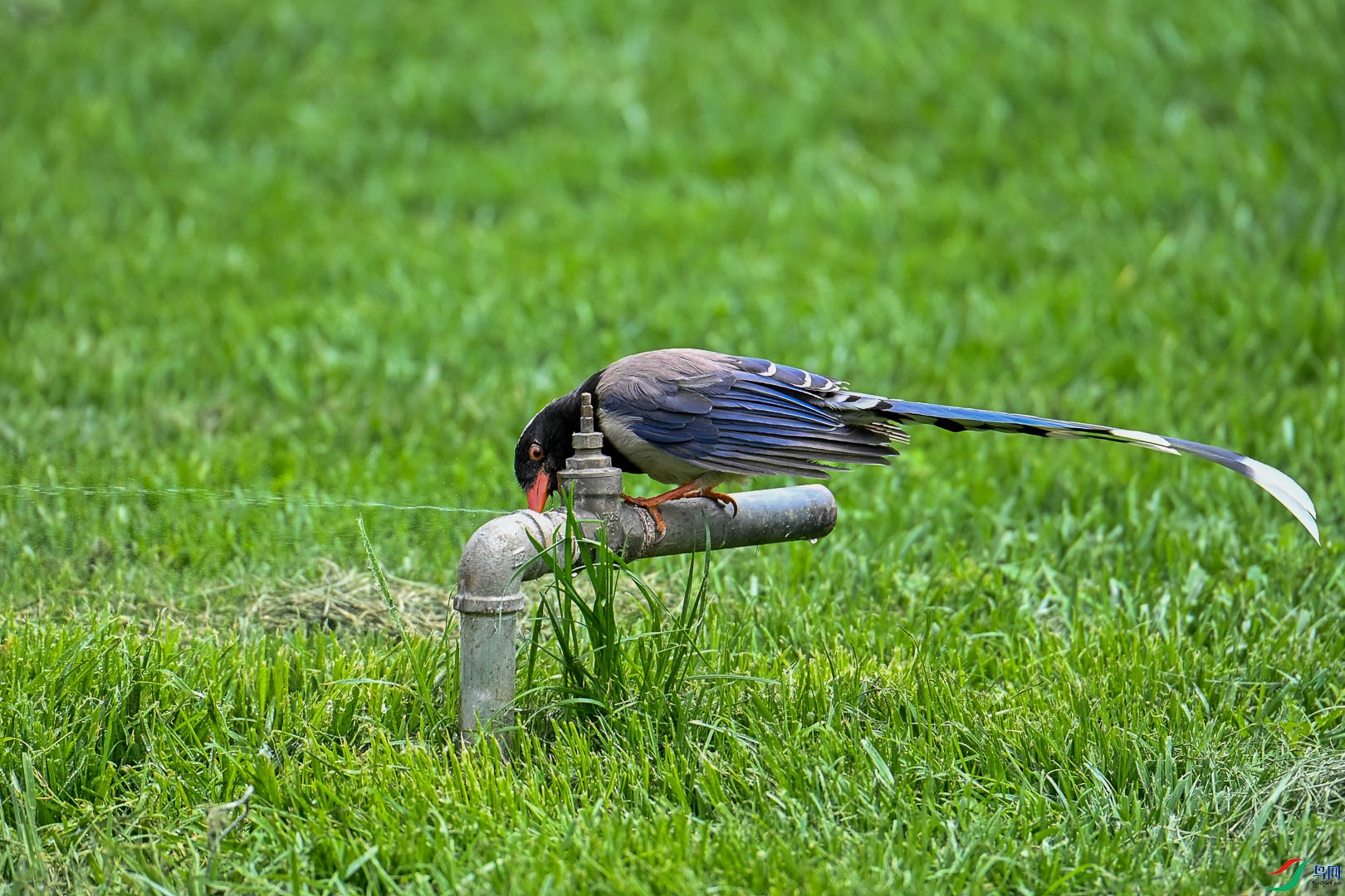 DSC_5746_1.jpg