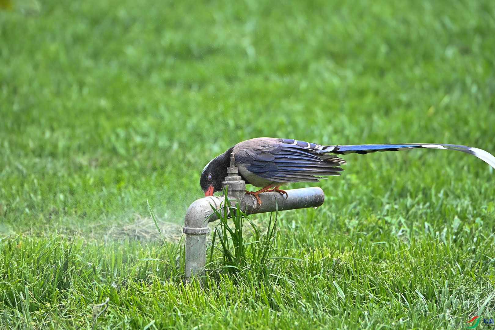 DSC_5801_1.jpg