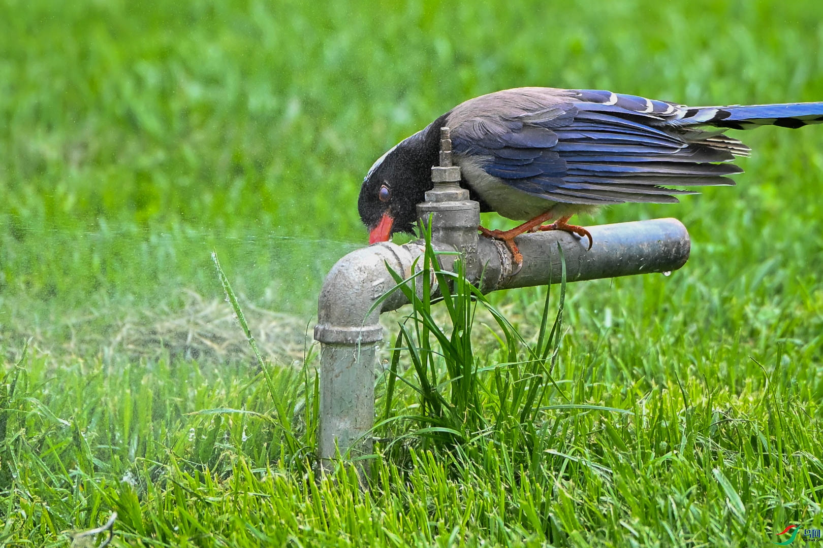 DSC_5809_1.jpg