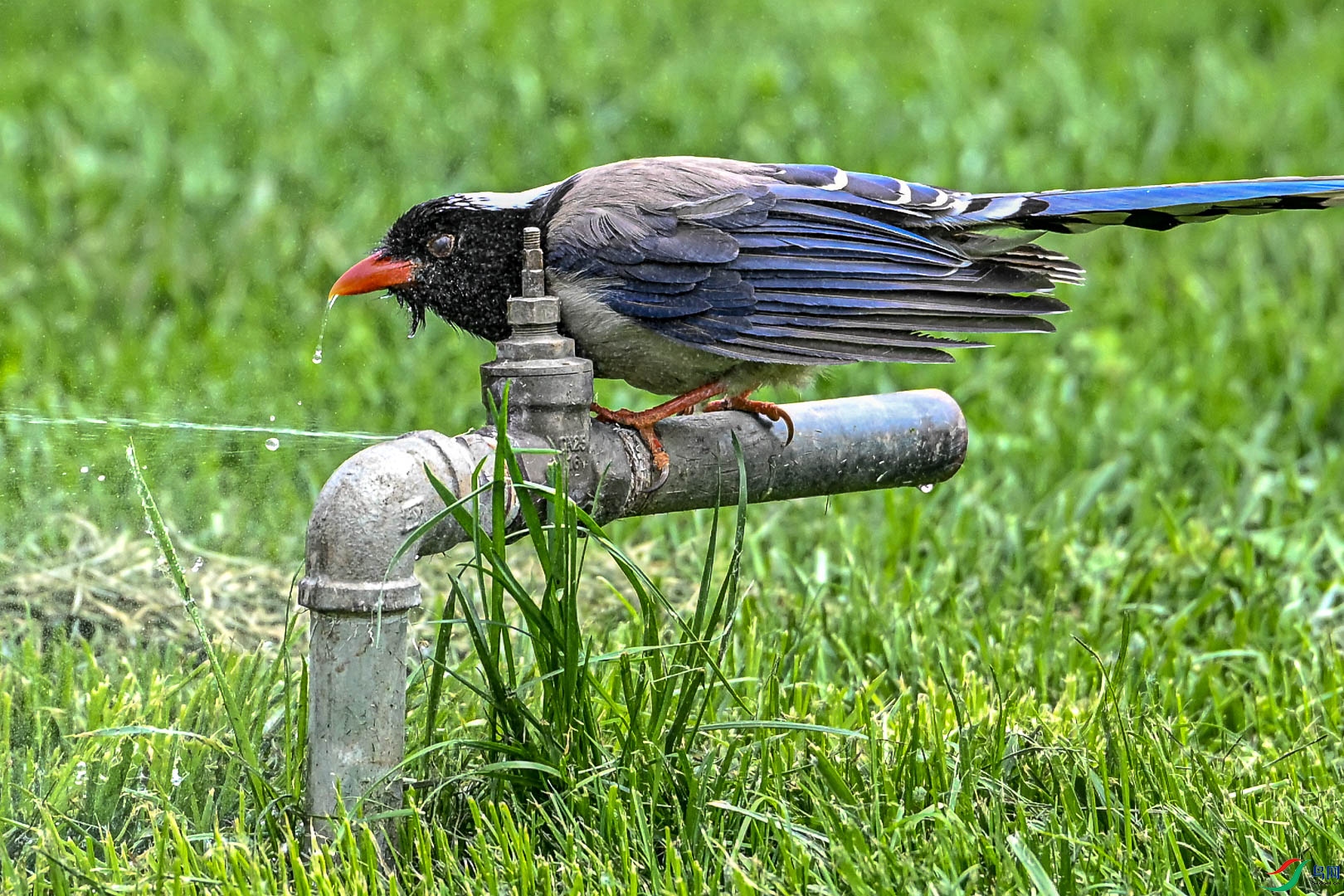 DSC_5838_1.jpg