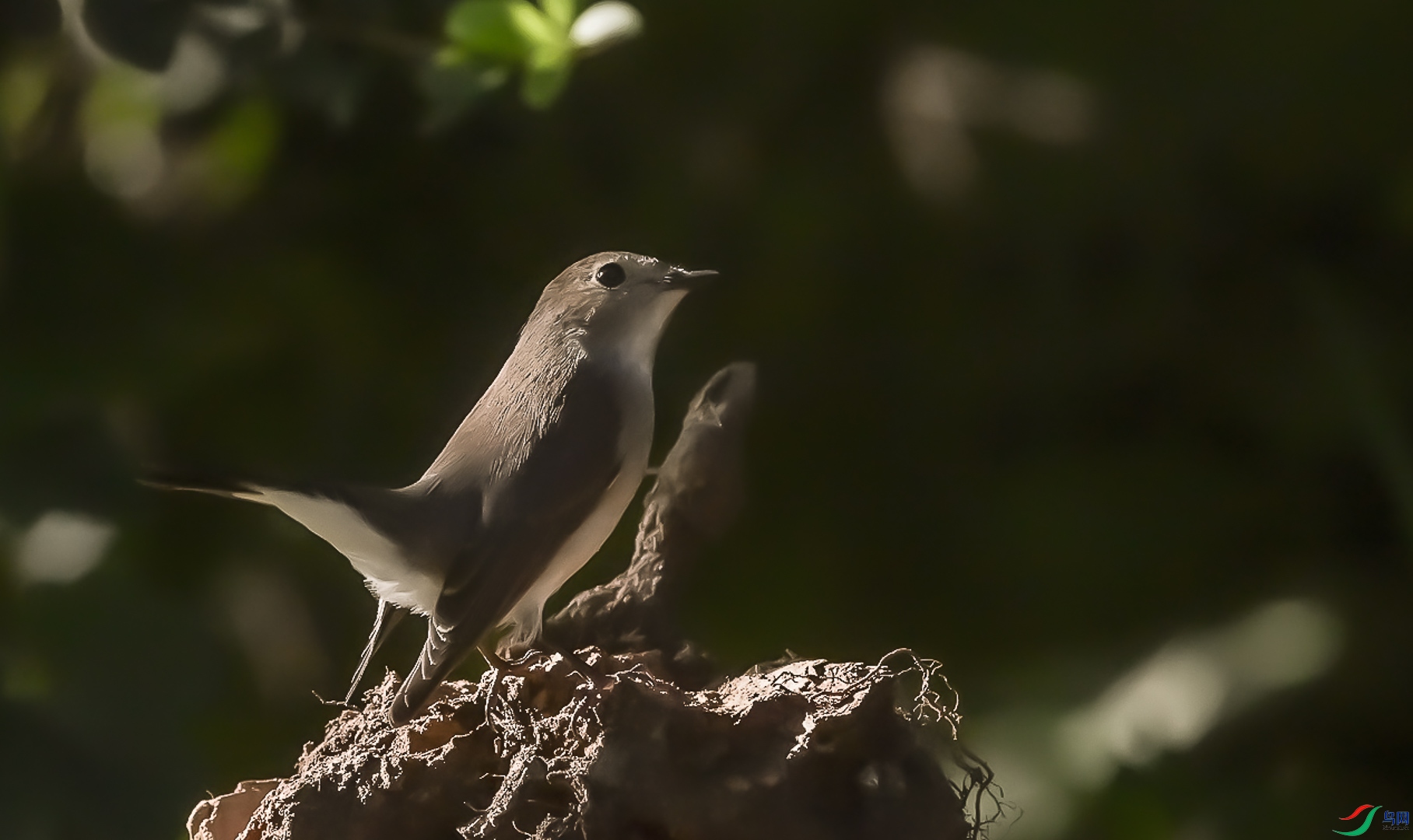 DSC_7694_1_1.jpg