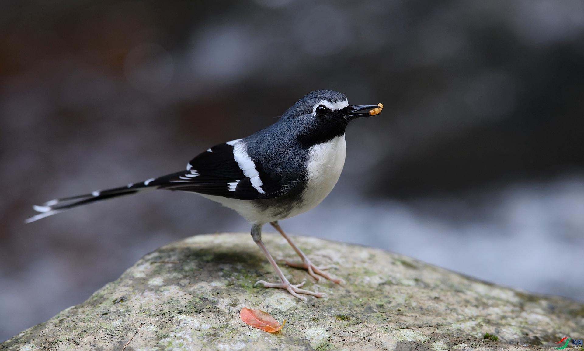 DSC_4924.jpg
