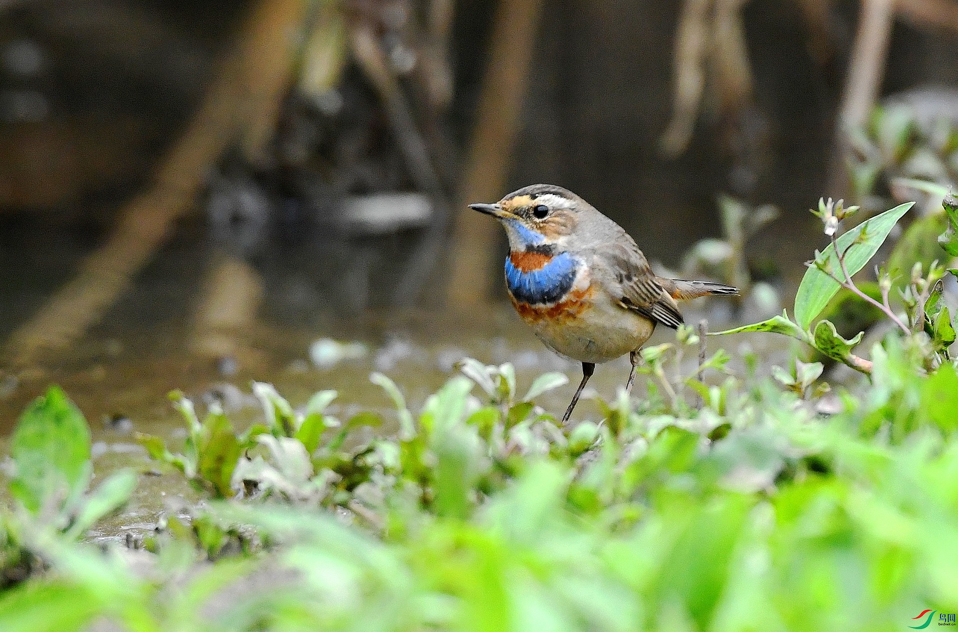 DSC_0557.jpg