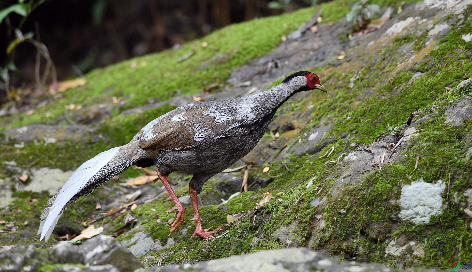 DSC_5005.jpg