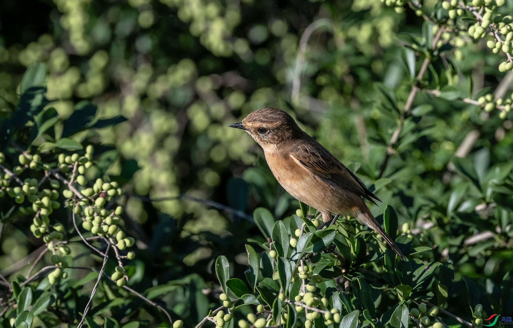 DSC_7974_1.jpg