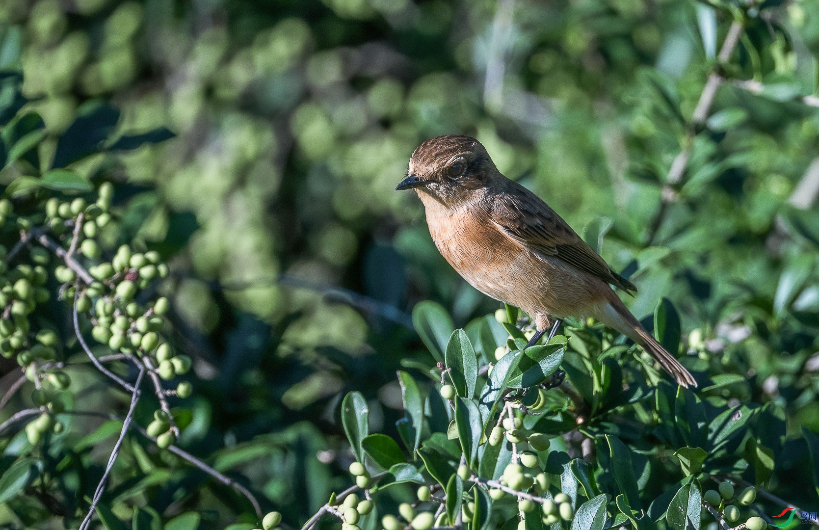 DSC_7994_2.jpg