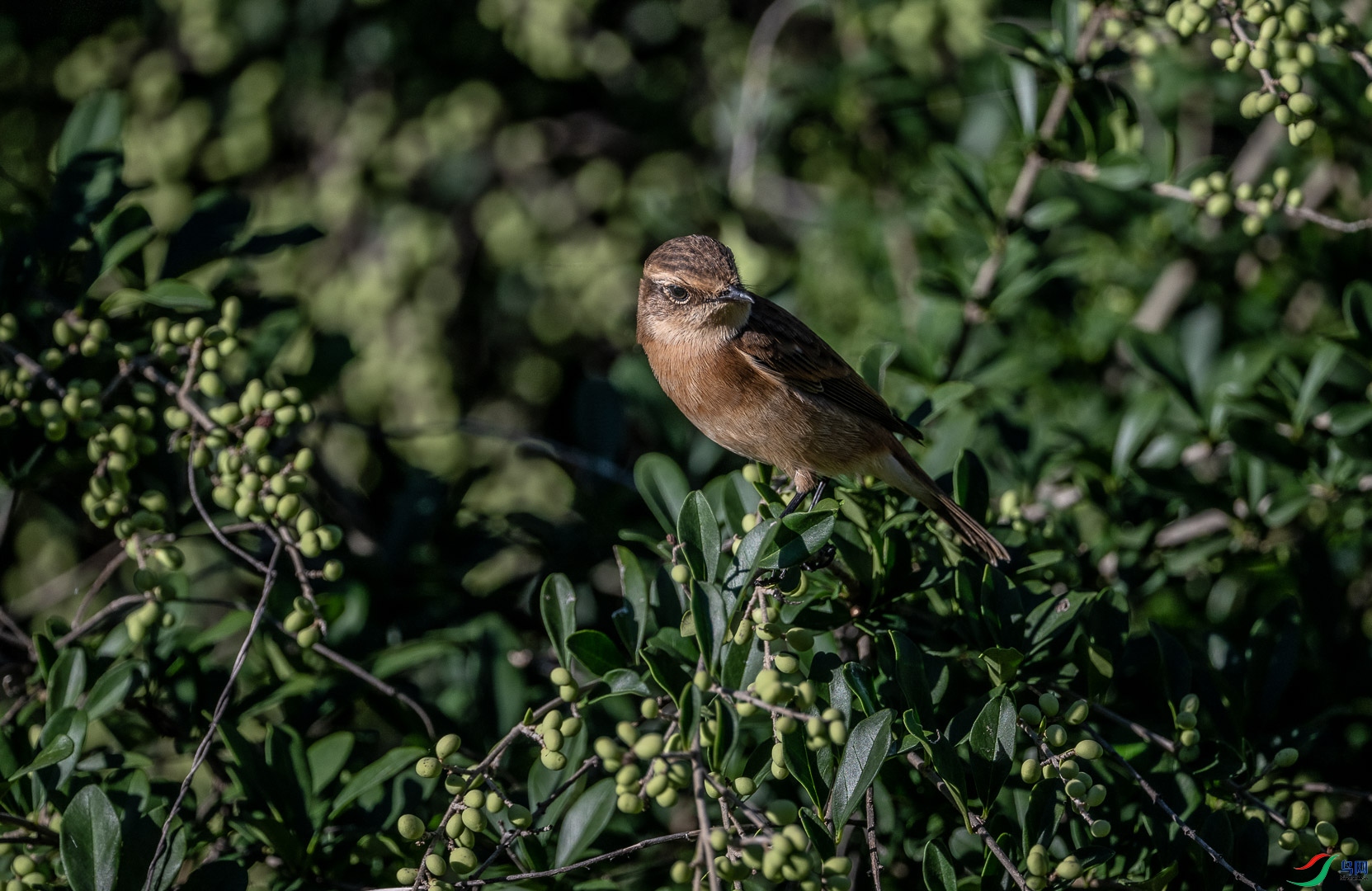 DSC_8000_1.jpg