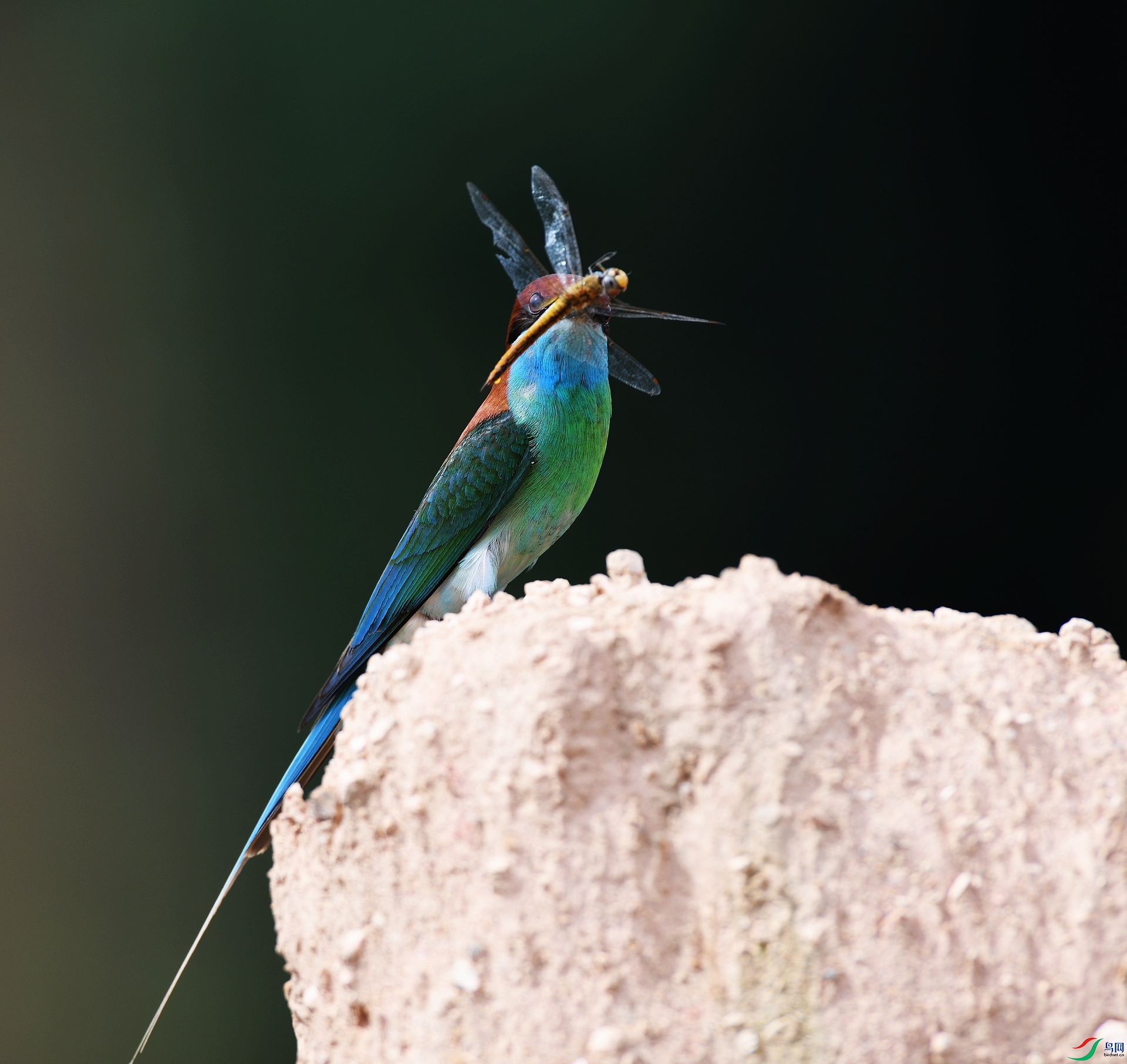 DSC_8665.jpg