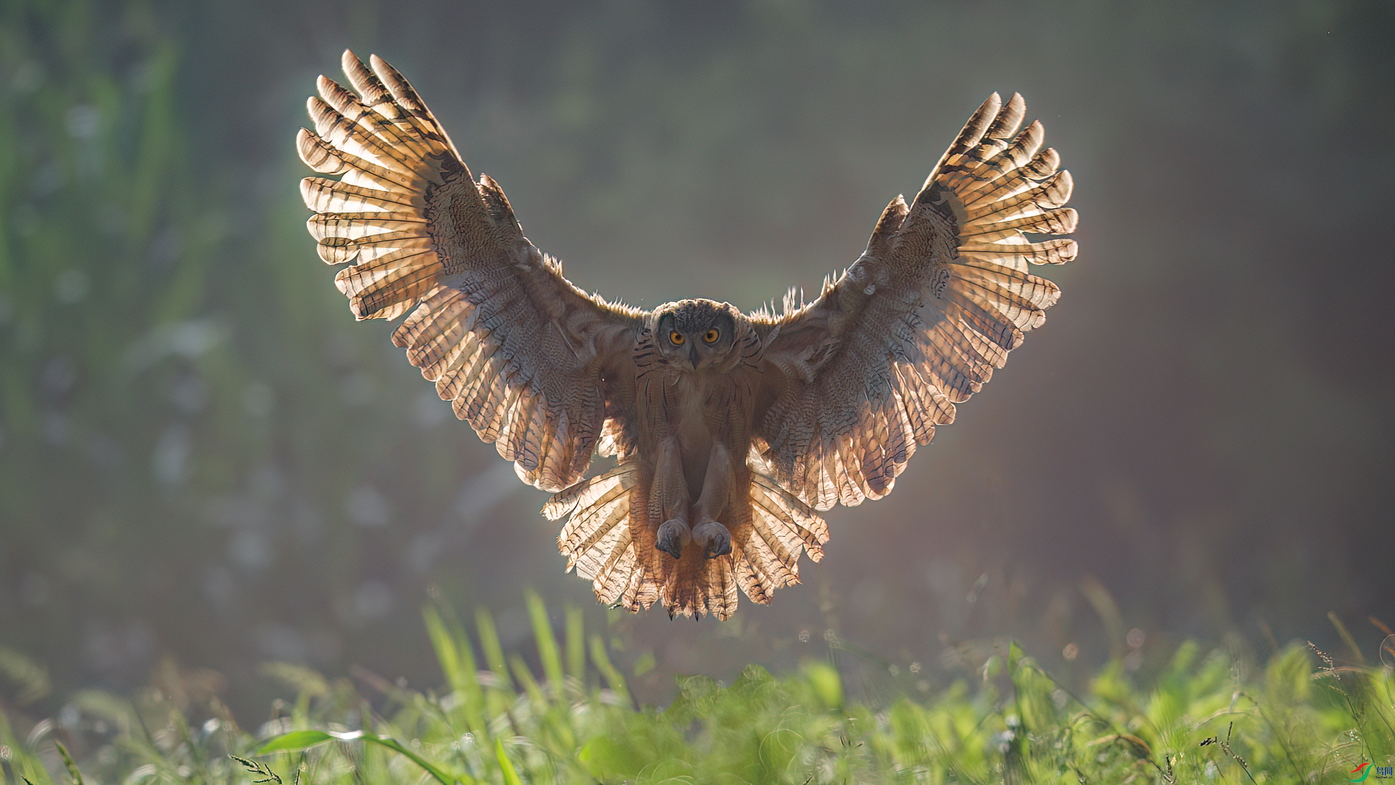 ���ӭ�������