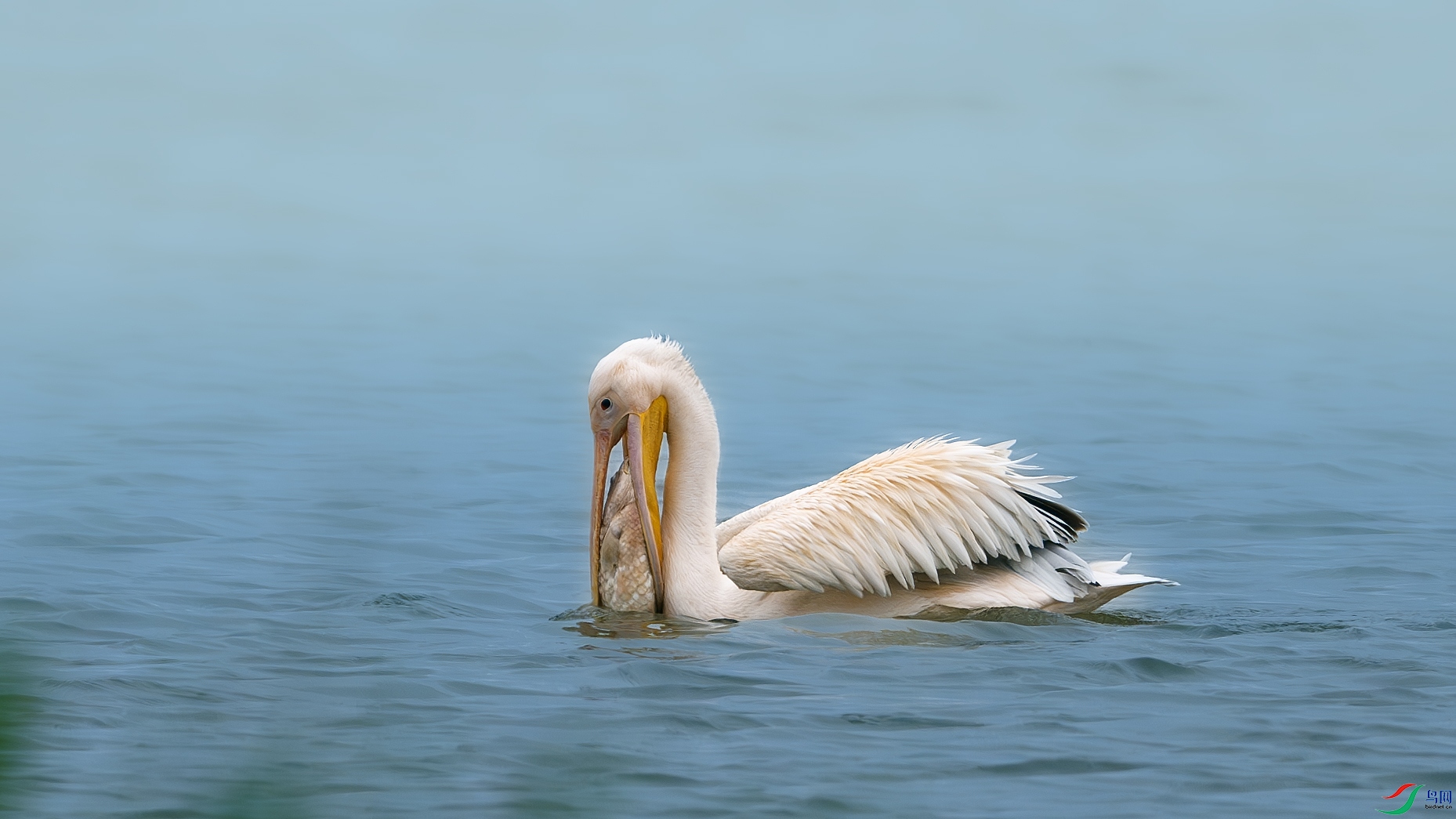 DSC_1000-����ǿ-NR ����.jpg