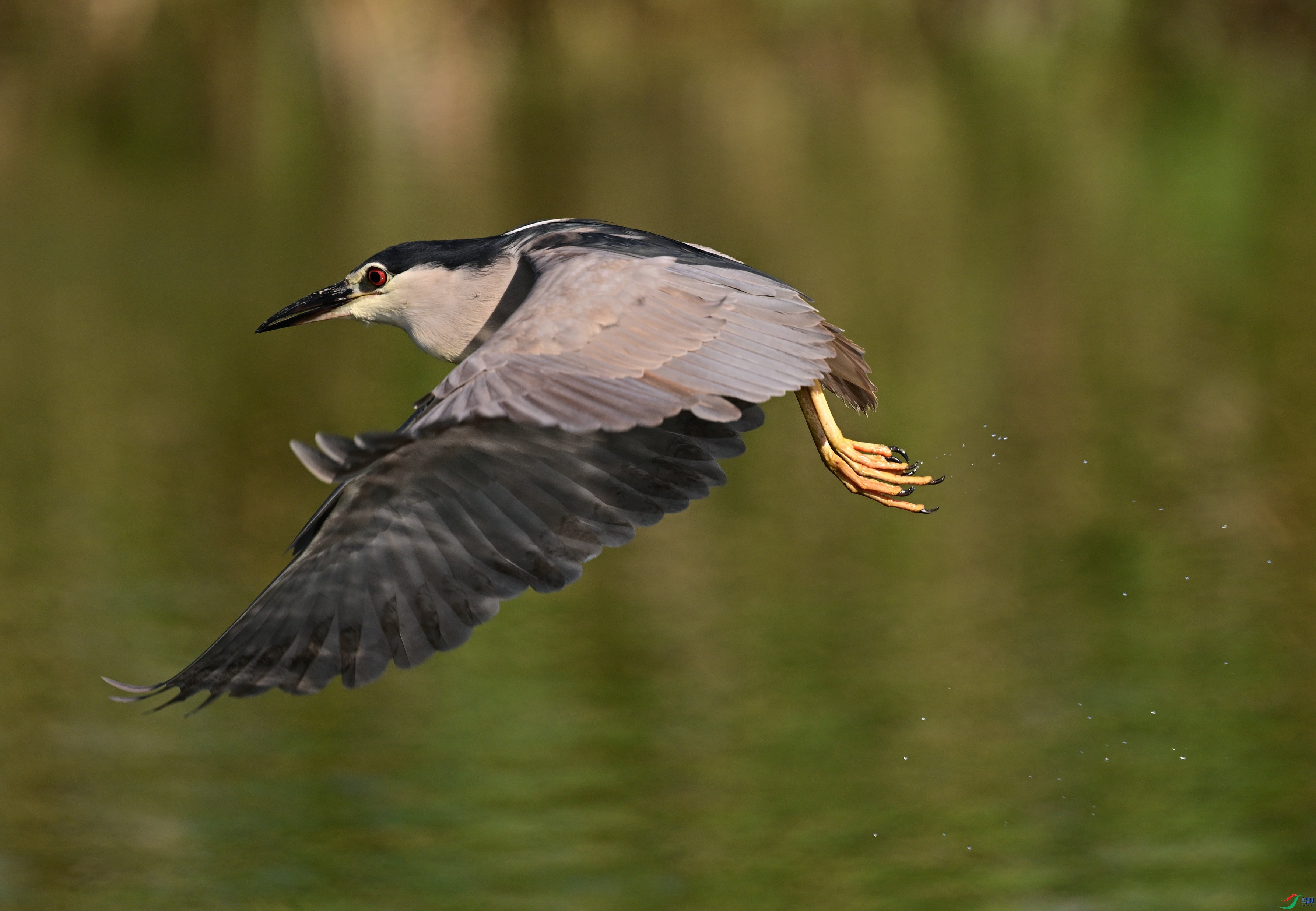 DSC_9676.jpg