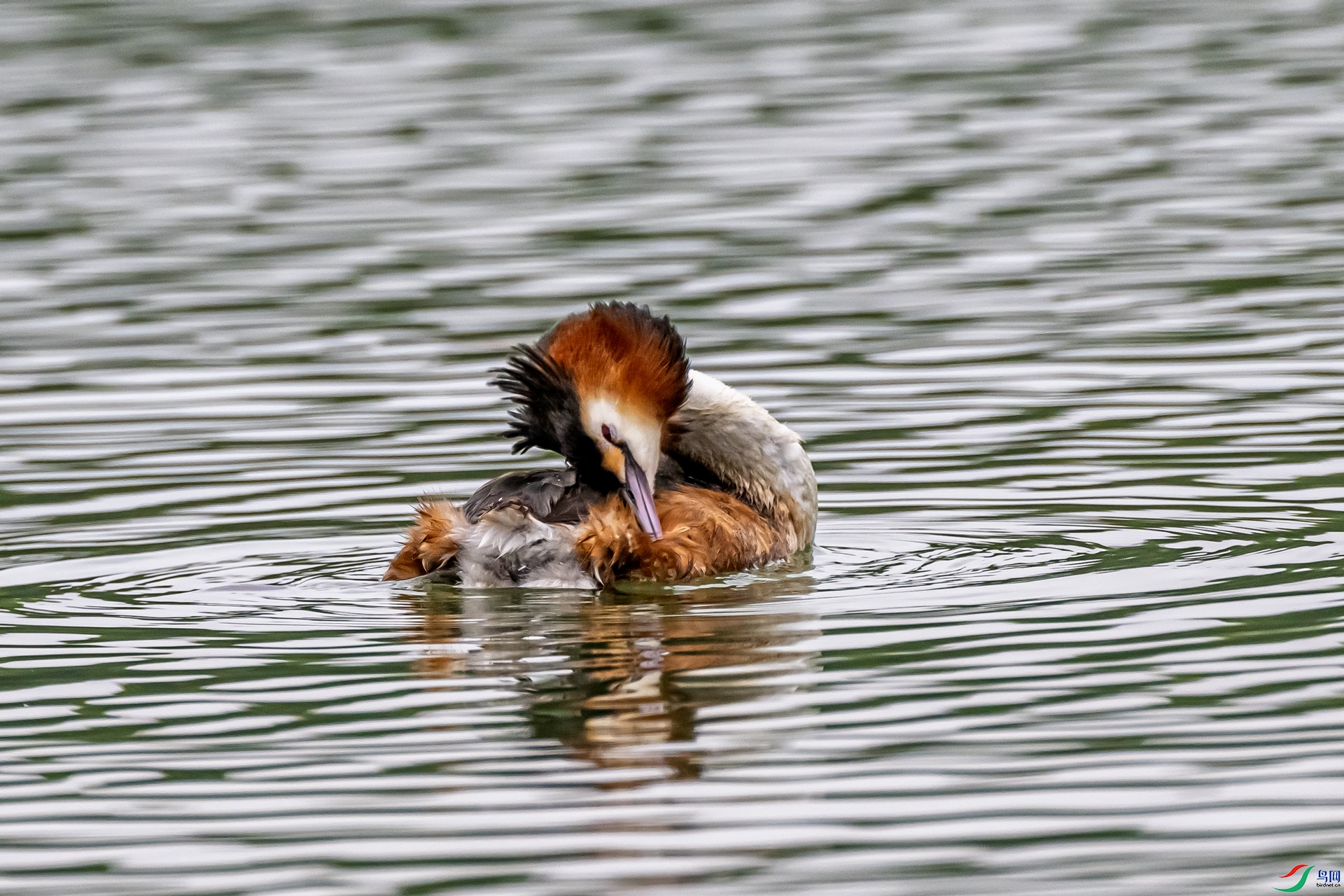 DSC_7246-11.jpg