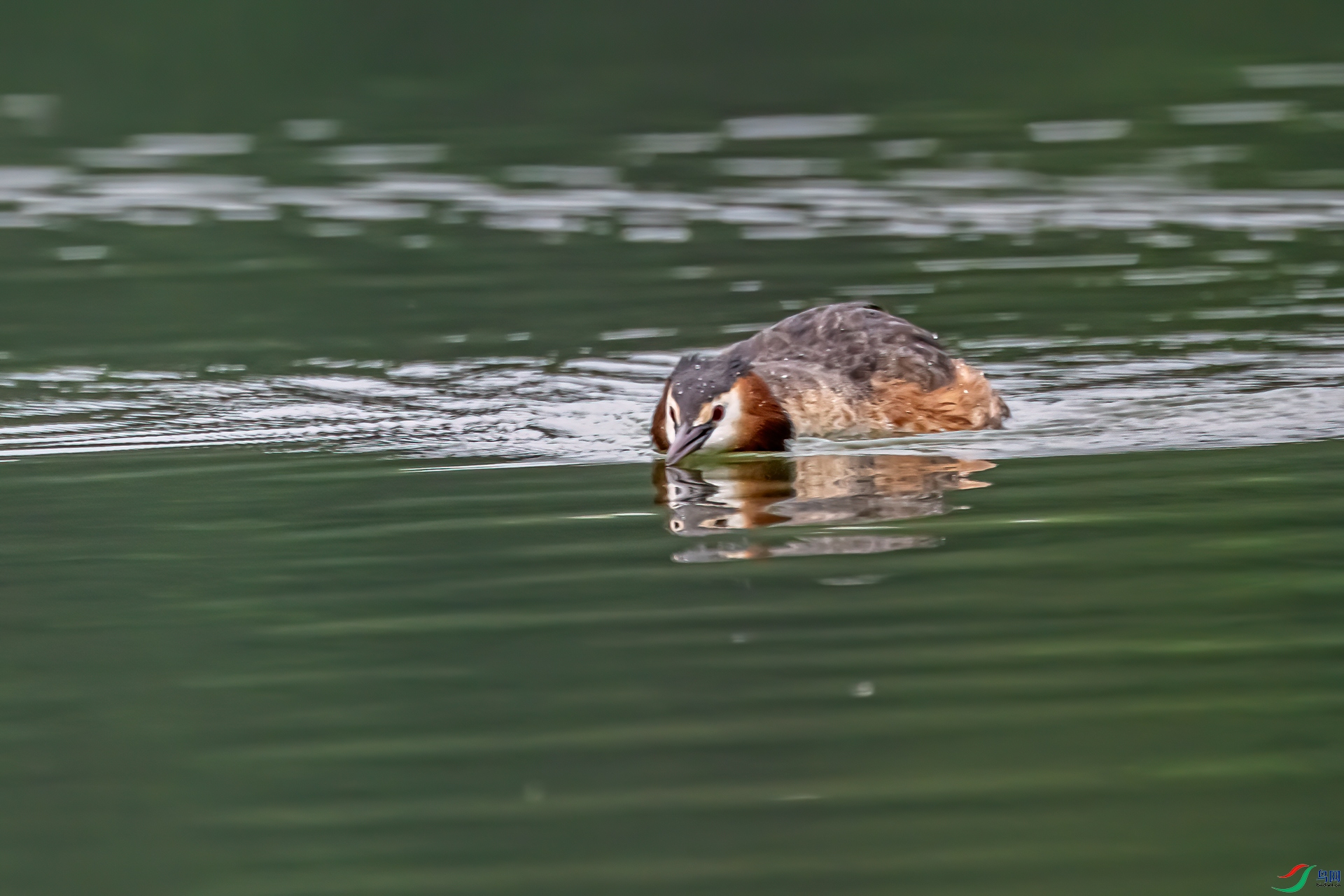 DSC_7338-11.jpg
