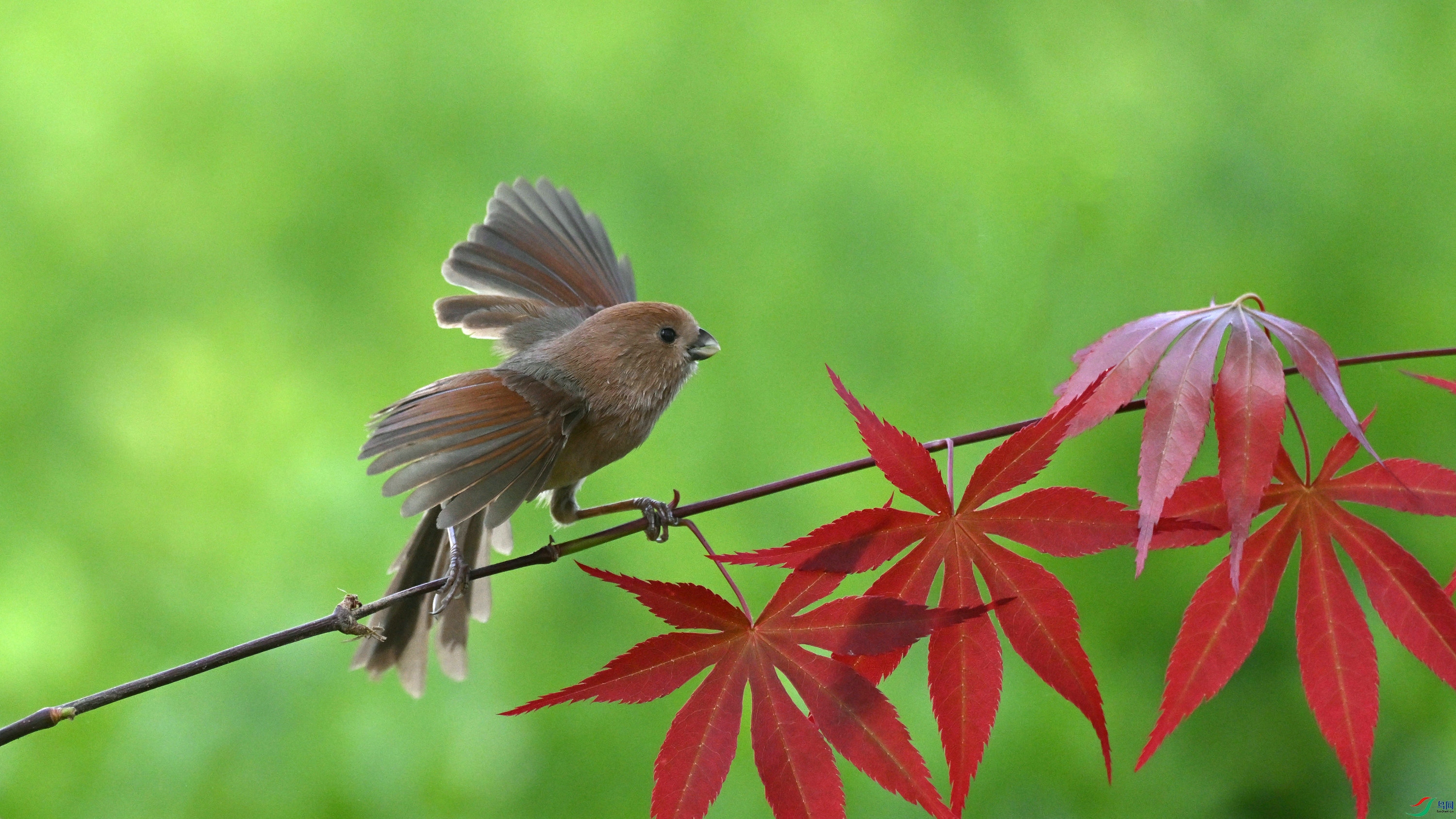 DSC_4315.JPG