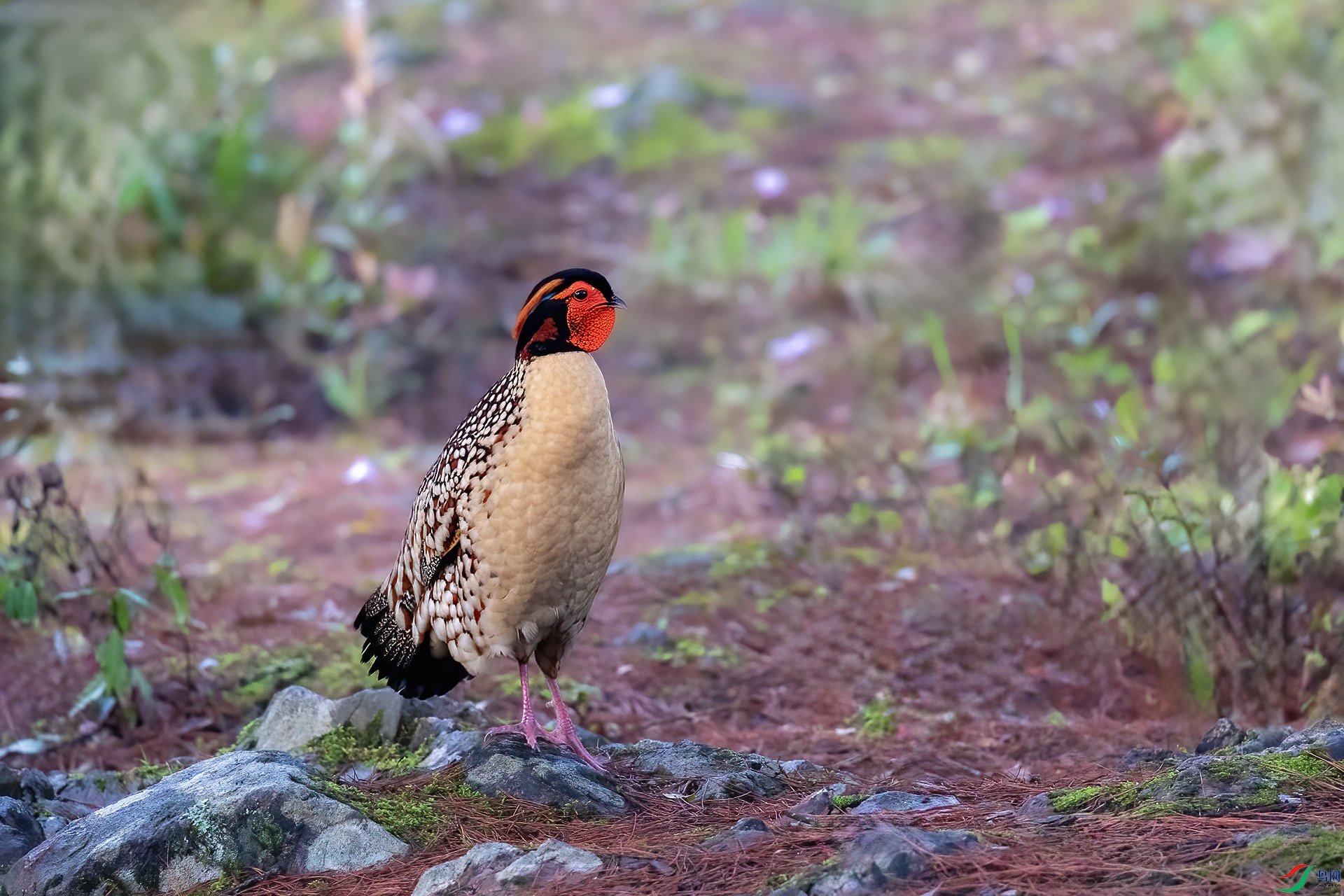 IMG_1008 ����.jpg