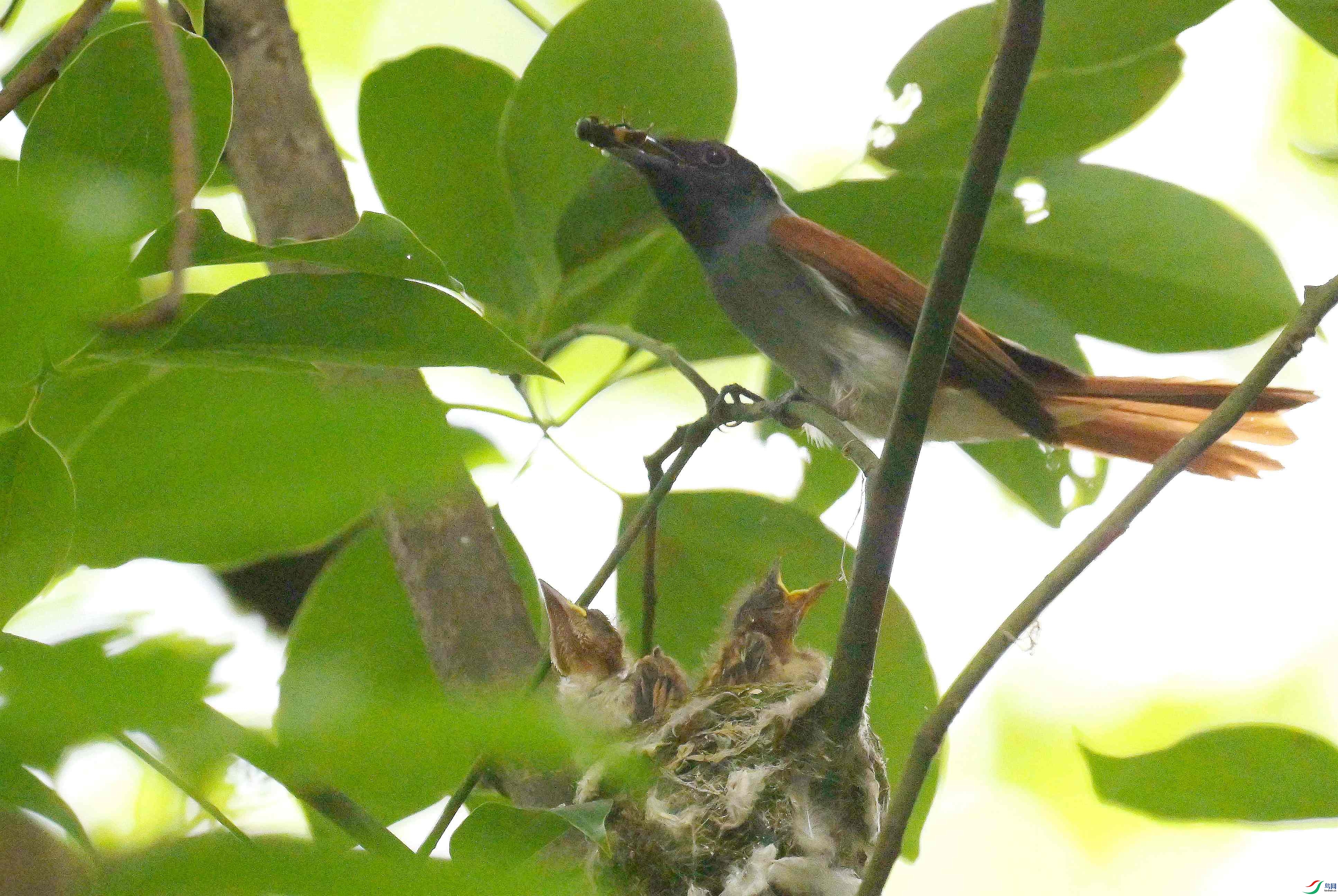DSC_9332.jpg