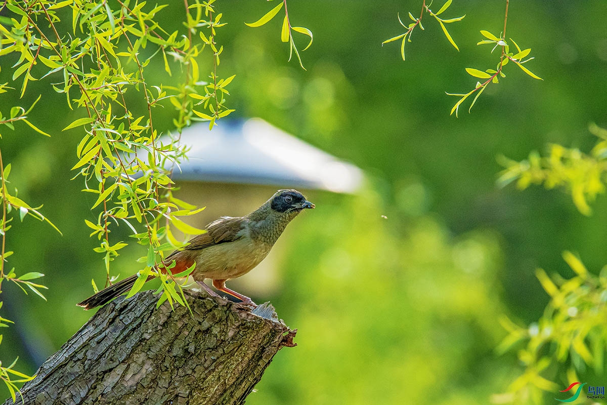 DSC_1225-����ǿ.jpg