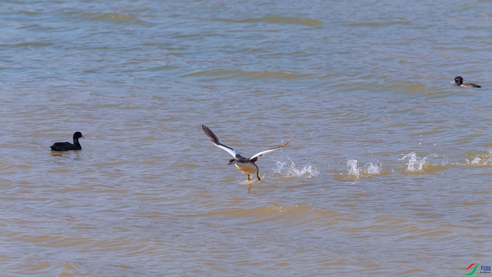 DSC_4175_DxOa.jpg