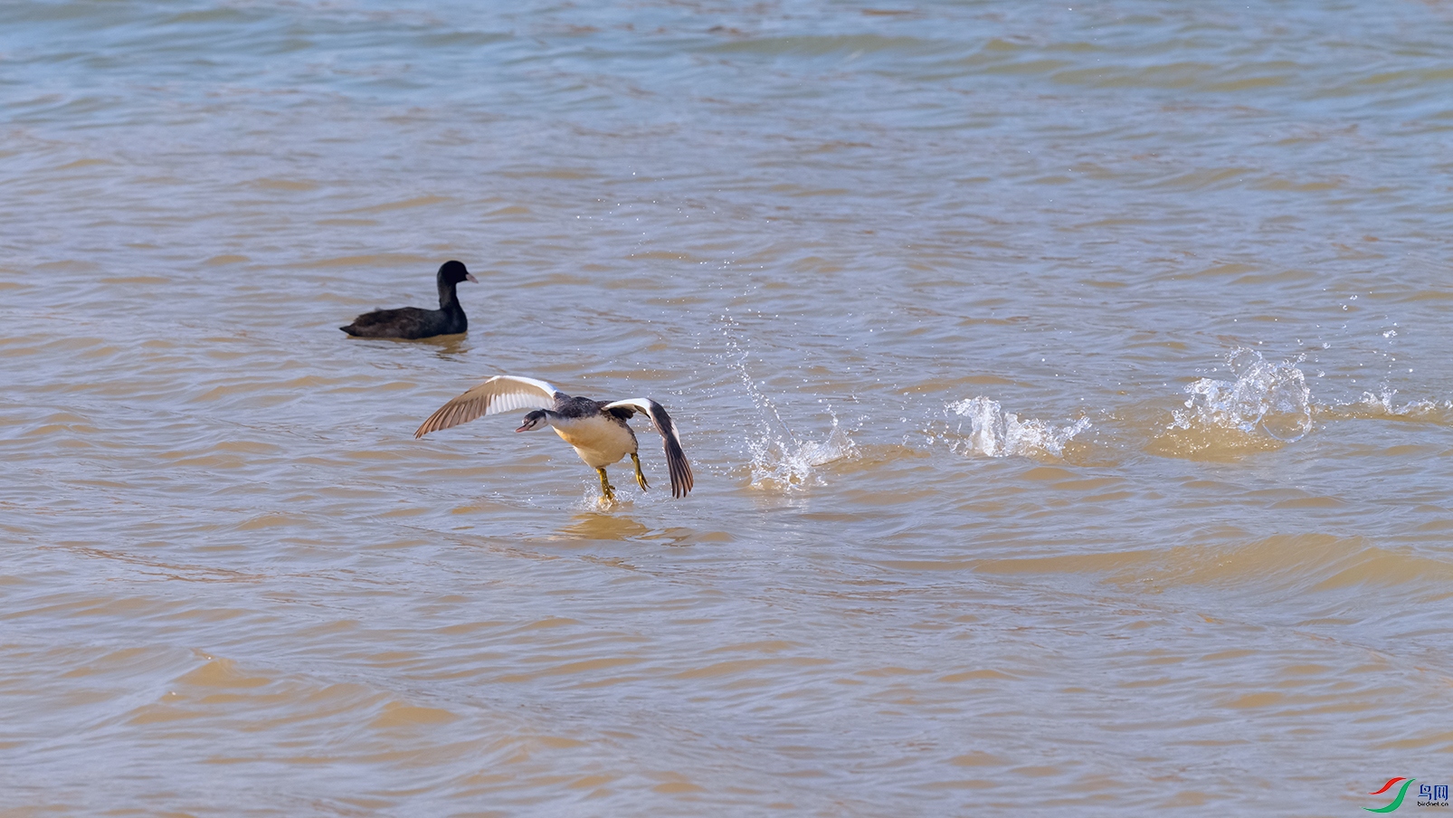 DSC_4178_DxOa.jpg